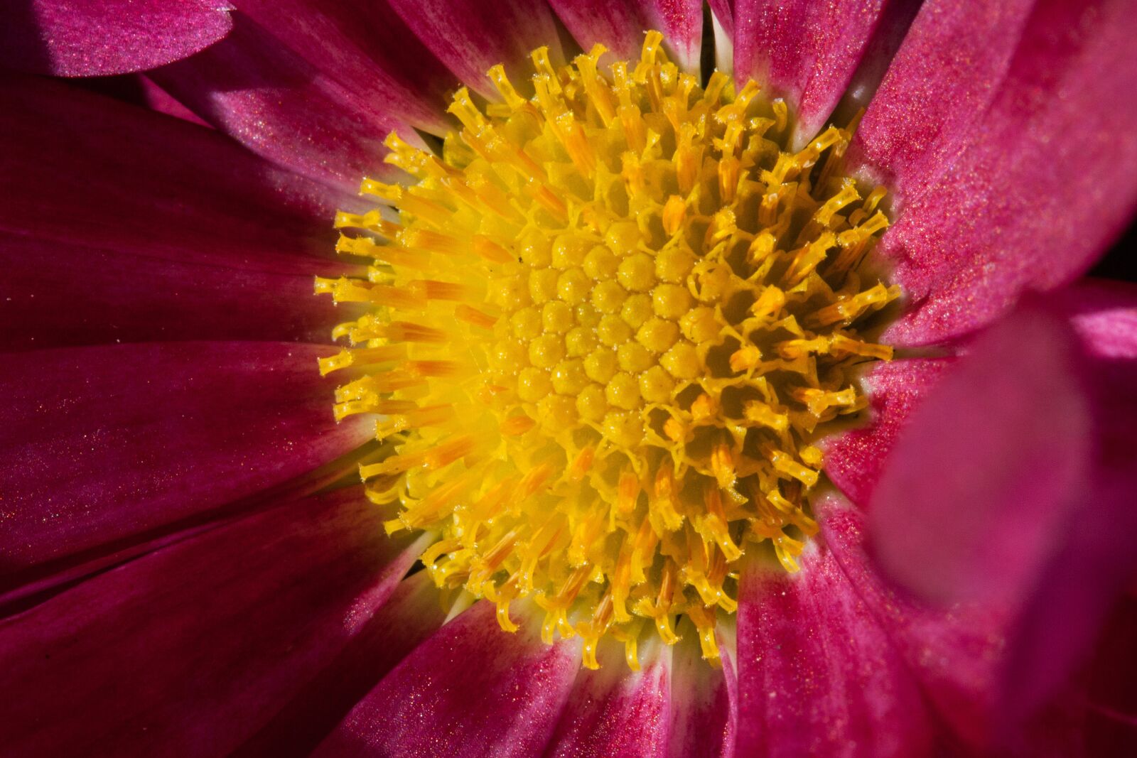 Canon EOS 50D sample photo. Asters, aster, genus photography