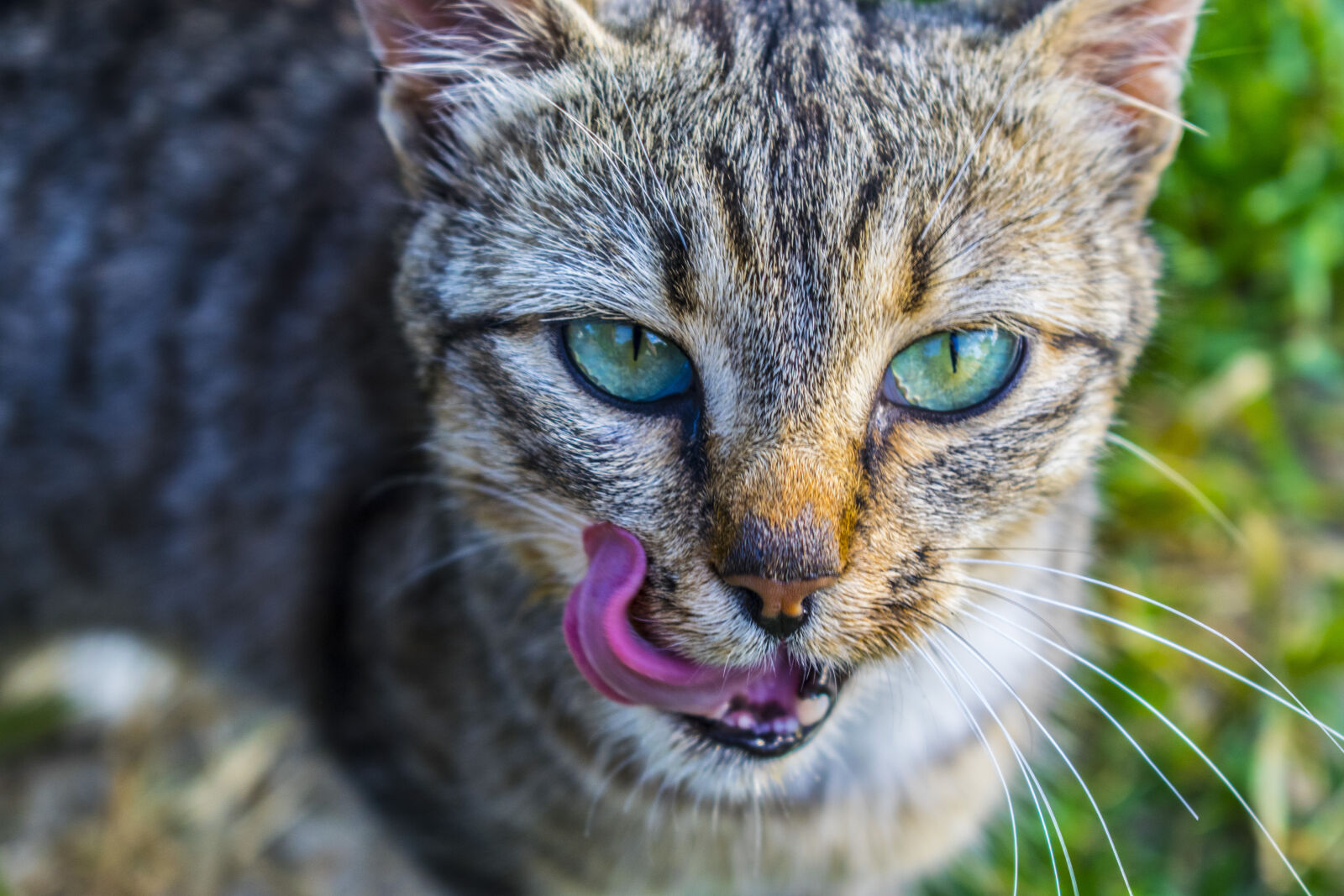 Nikon D3300 sample photo. Cat, cat, face, cat photography