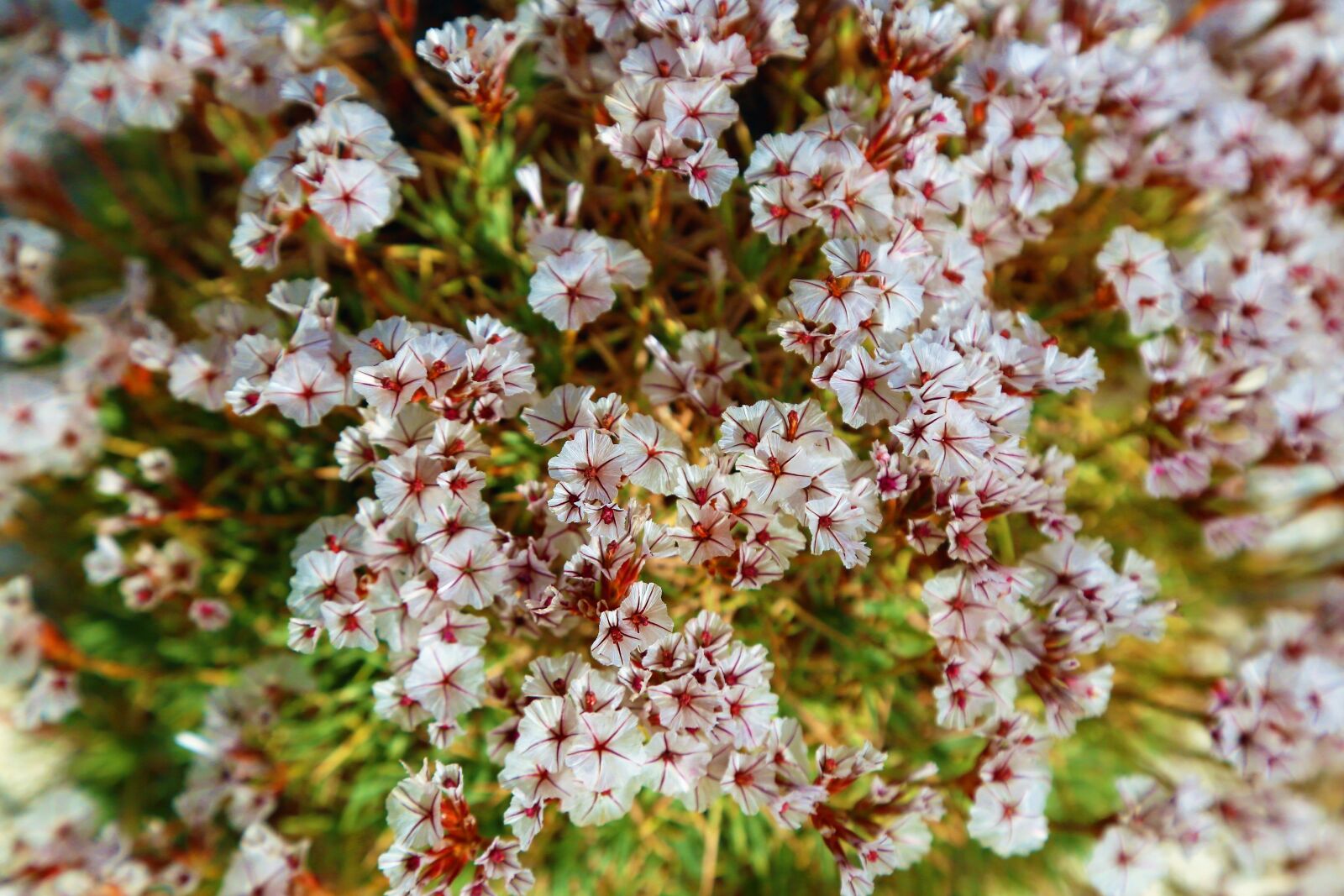 Canon EOS 5D Mark III sample photo. Flower, nature, summer photography