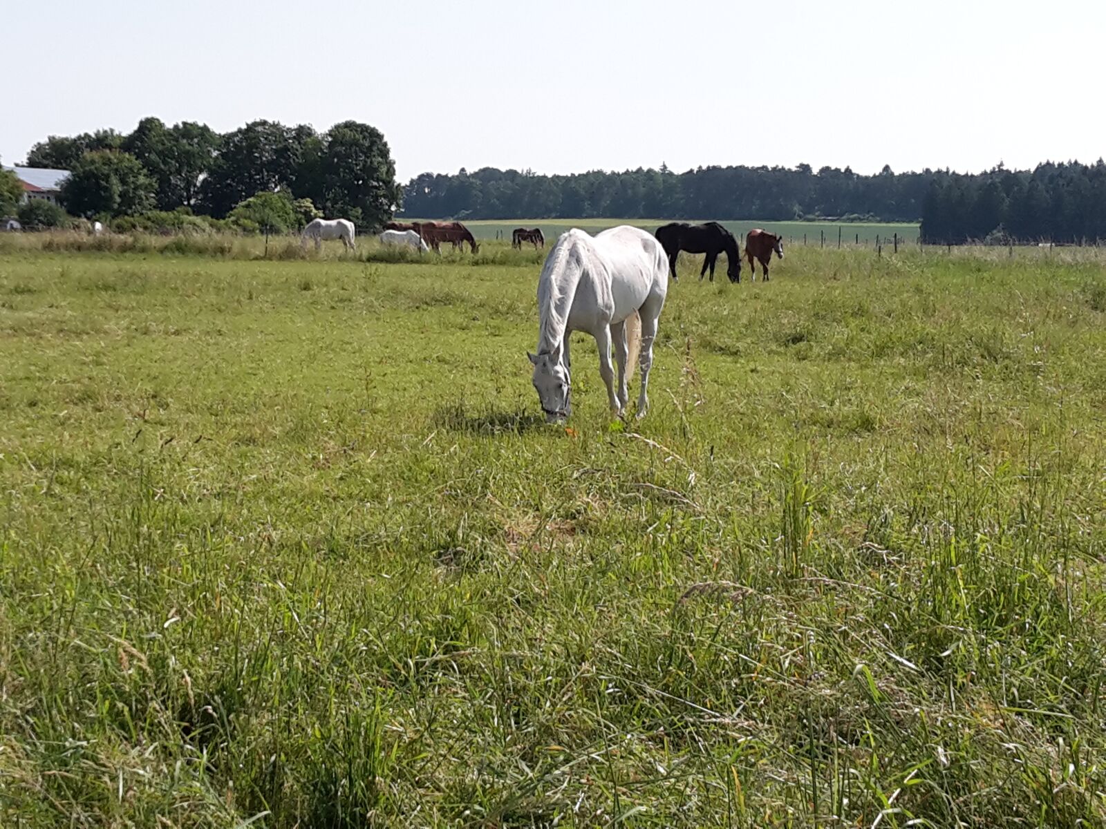 Samsung Galaxy S5 Mini sample photo. Coupling, horses, pasture photography