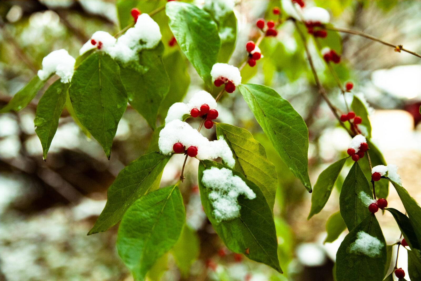 Canon EOS 5D Mark II sample photo. Begonia, plant, winter photography