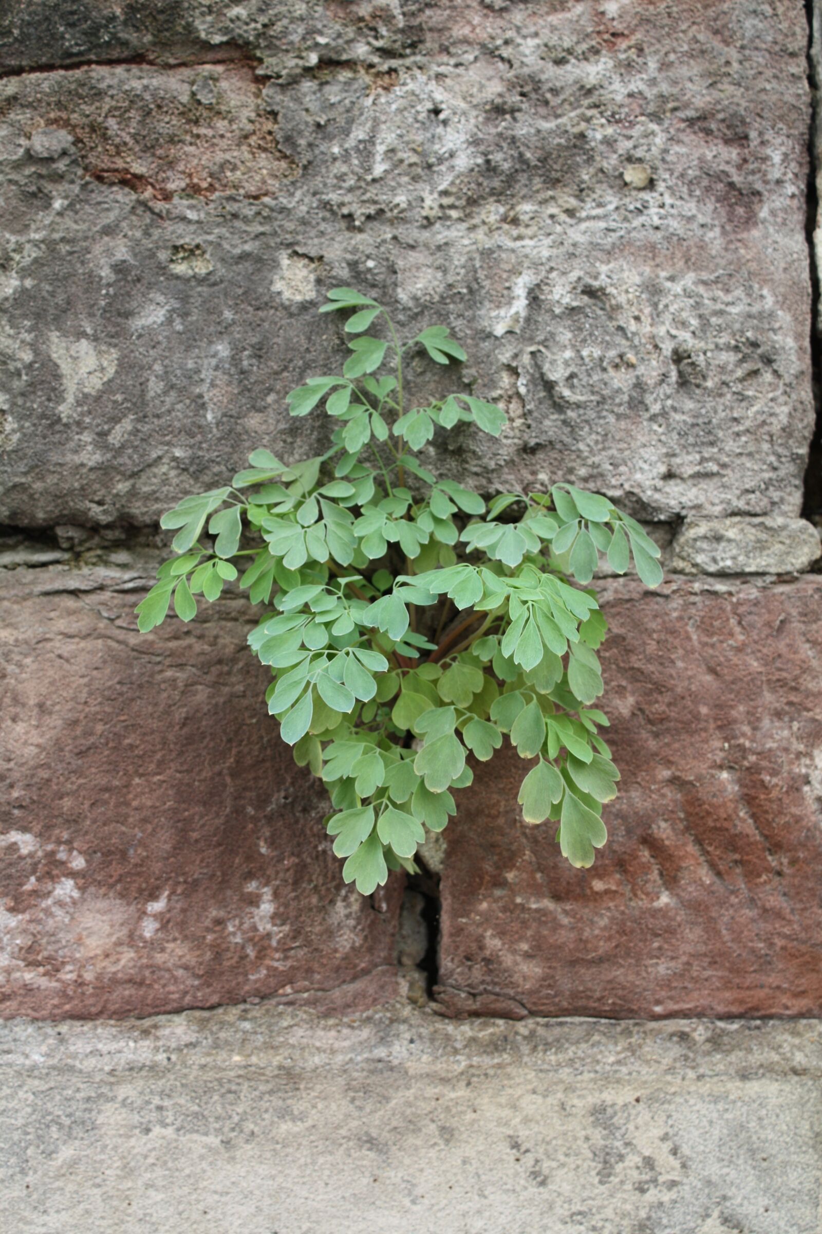 Canon EOS 450D (EOS Rebel XSi / EOS Kiss X2) sample photo. Wallflower, plant, wall plant photography