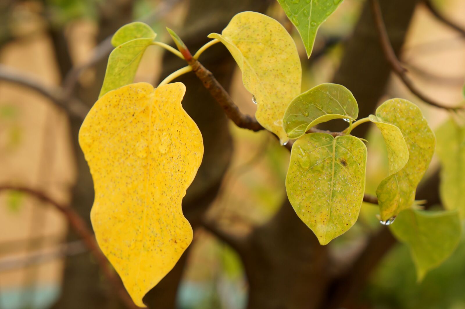 Sony Alpha NEX-F3 + Sony E 18-55mm F3.5-5.6 OSS sample photo. Yellow leaves, wet rain photography