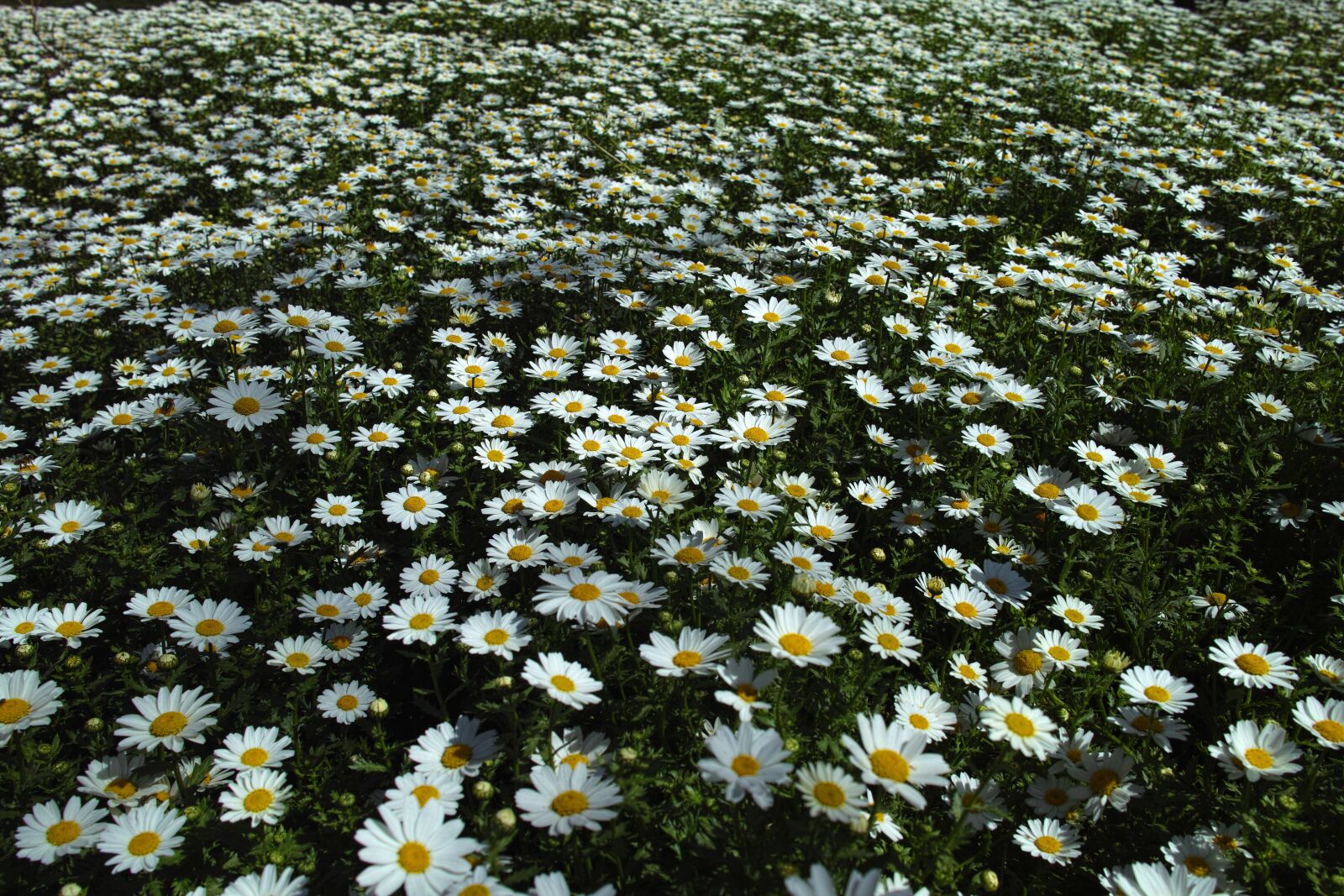 Sigma DP1 Merrill sample photo. Daisy, flower, field photography