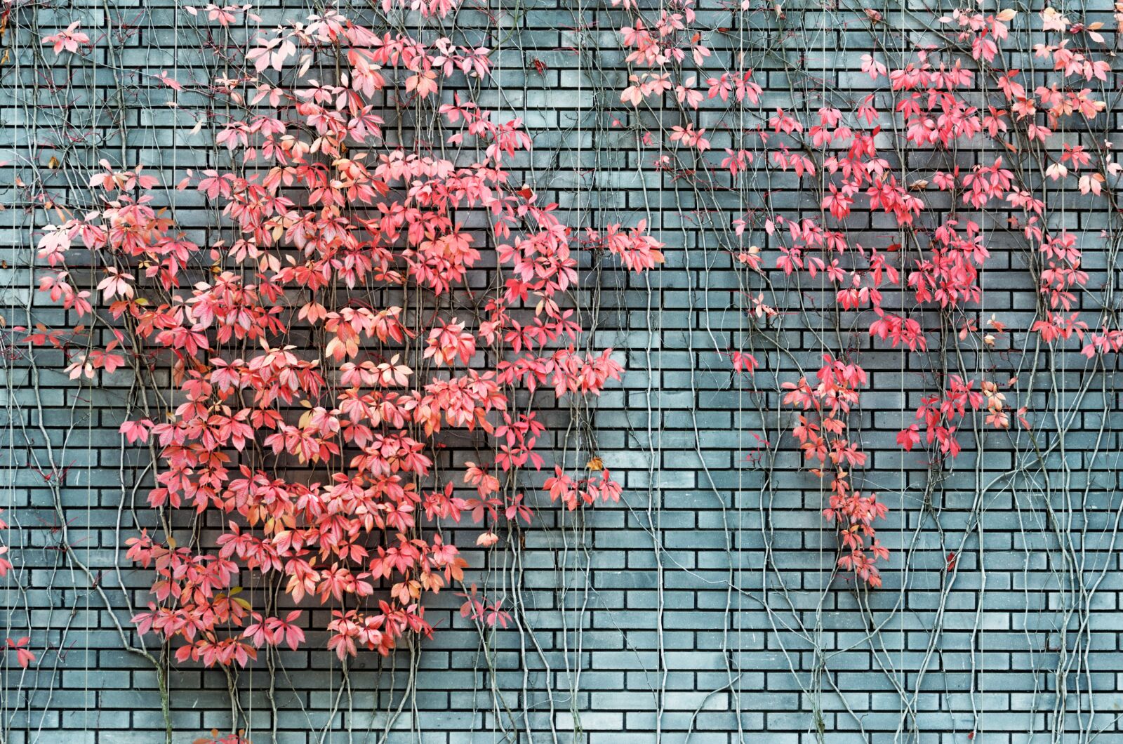 Nikon D5100 sample photo. Leaves, colored, plants photography