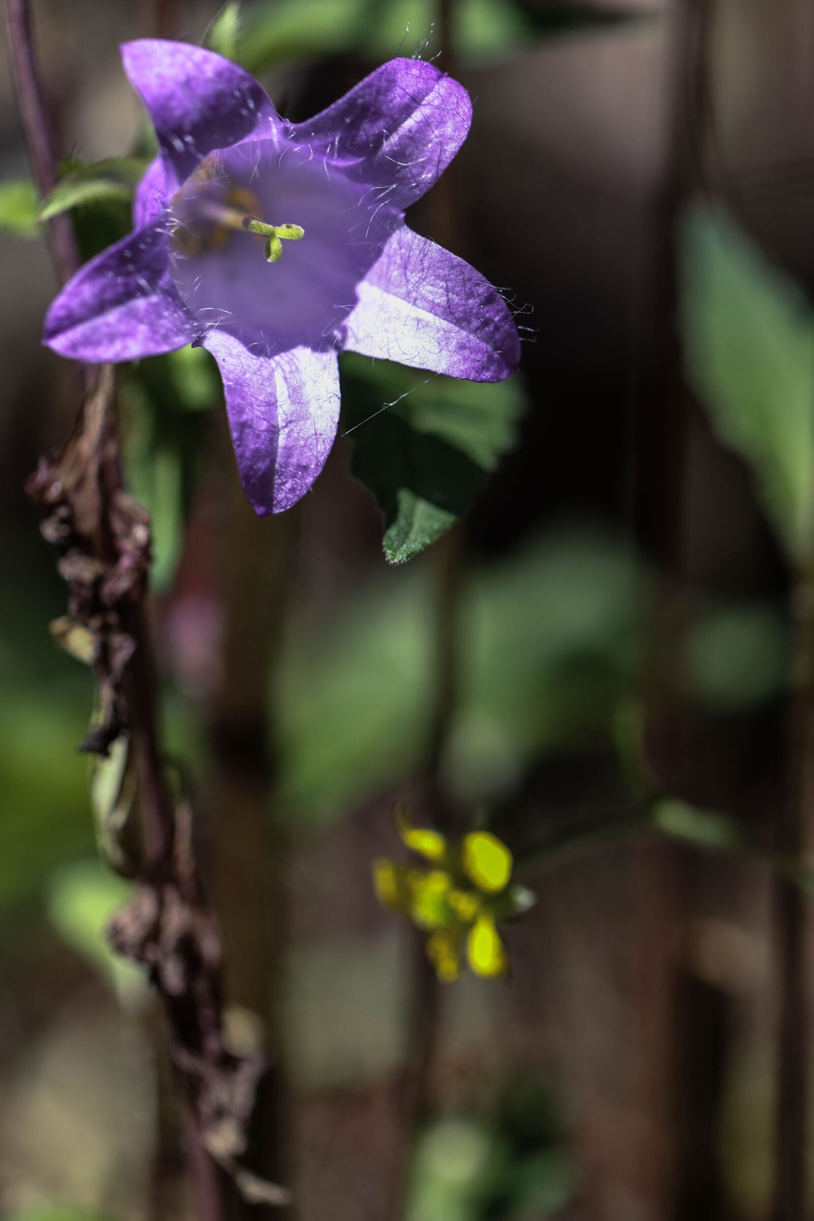 Canon EOS 7D Mark II sample photo. Bluebell, wild flowers, summer photography