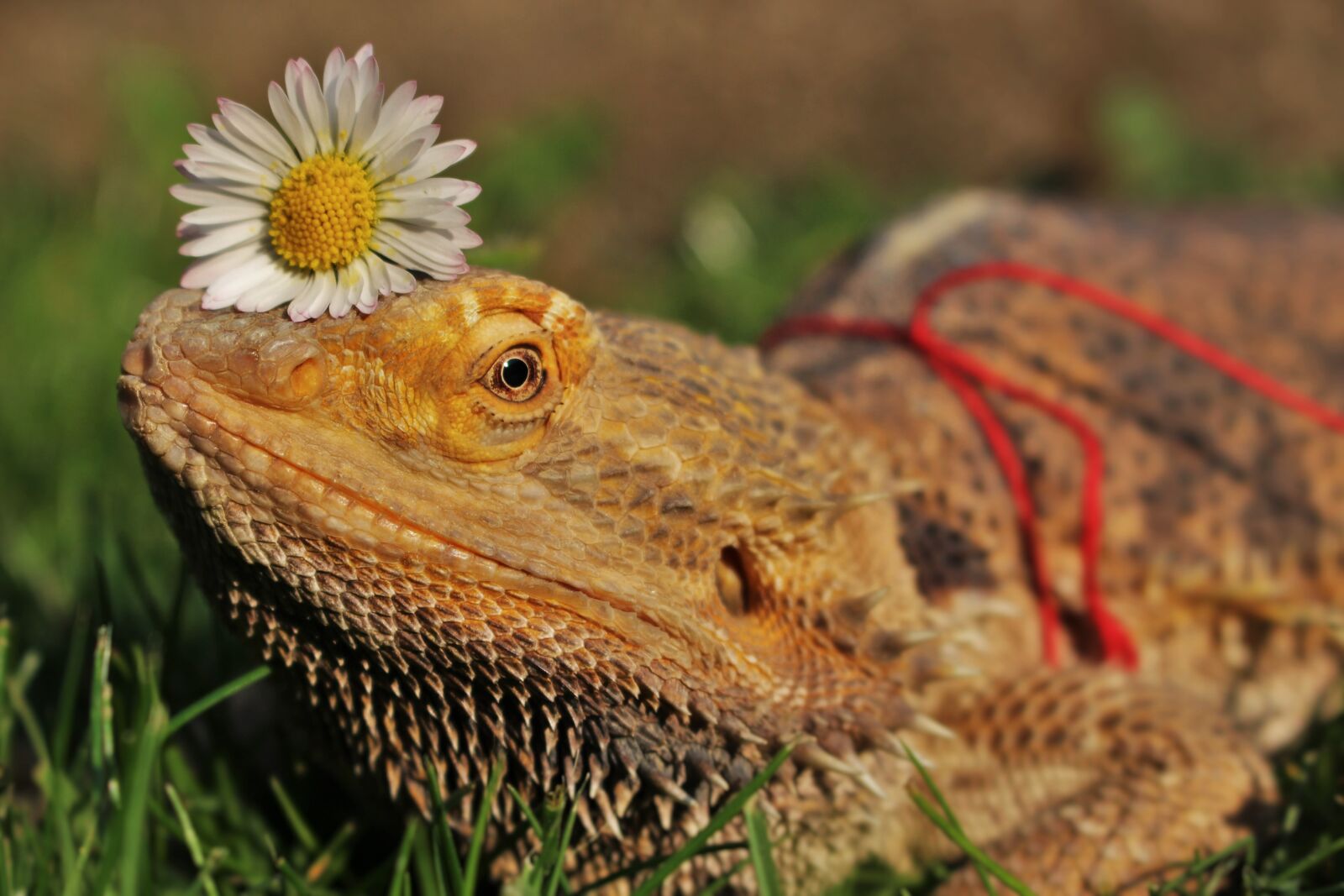 Canon EOS 100D (EOS Rebel SL1 / EOS Kiss X7) sample photo. Agama, animal, reptile photography