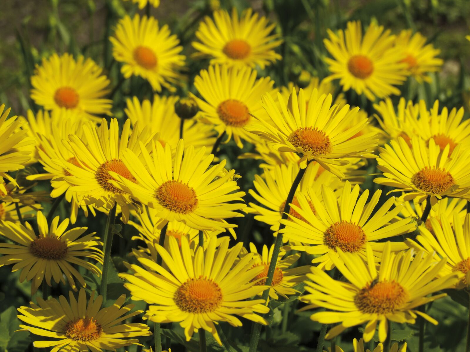 Fujifilm FinePix S100fs sample photo. Caucasian zergevir g, doronicum photography