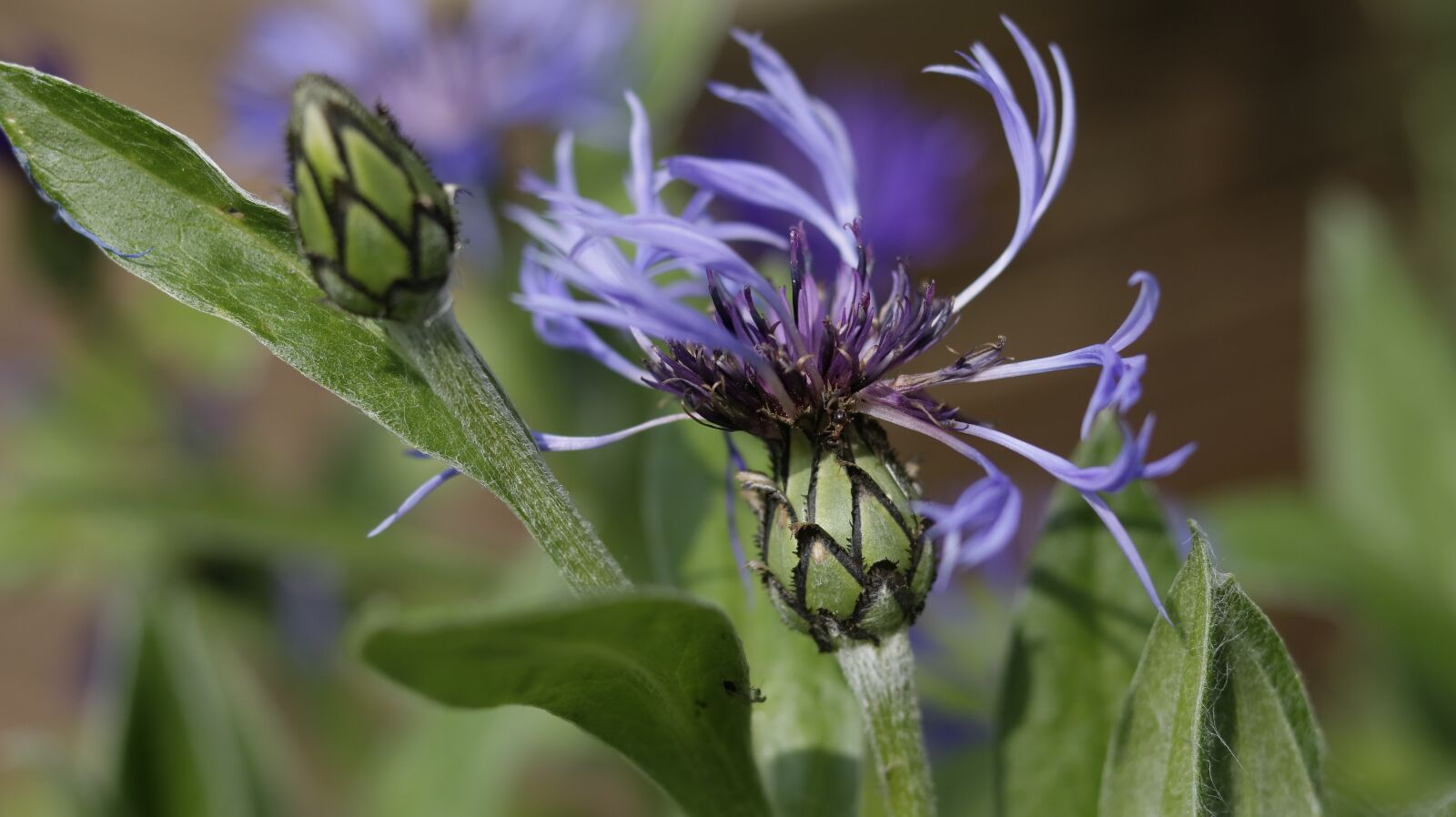 Canon EOS 750D (EOS Rebel T6i / EOS Kiss X8i) sample photo. Flower, garden, spring photography