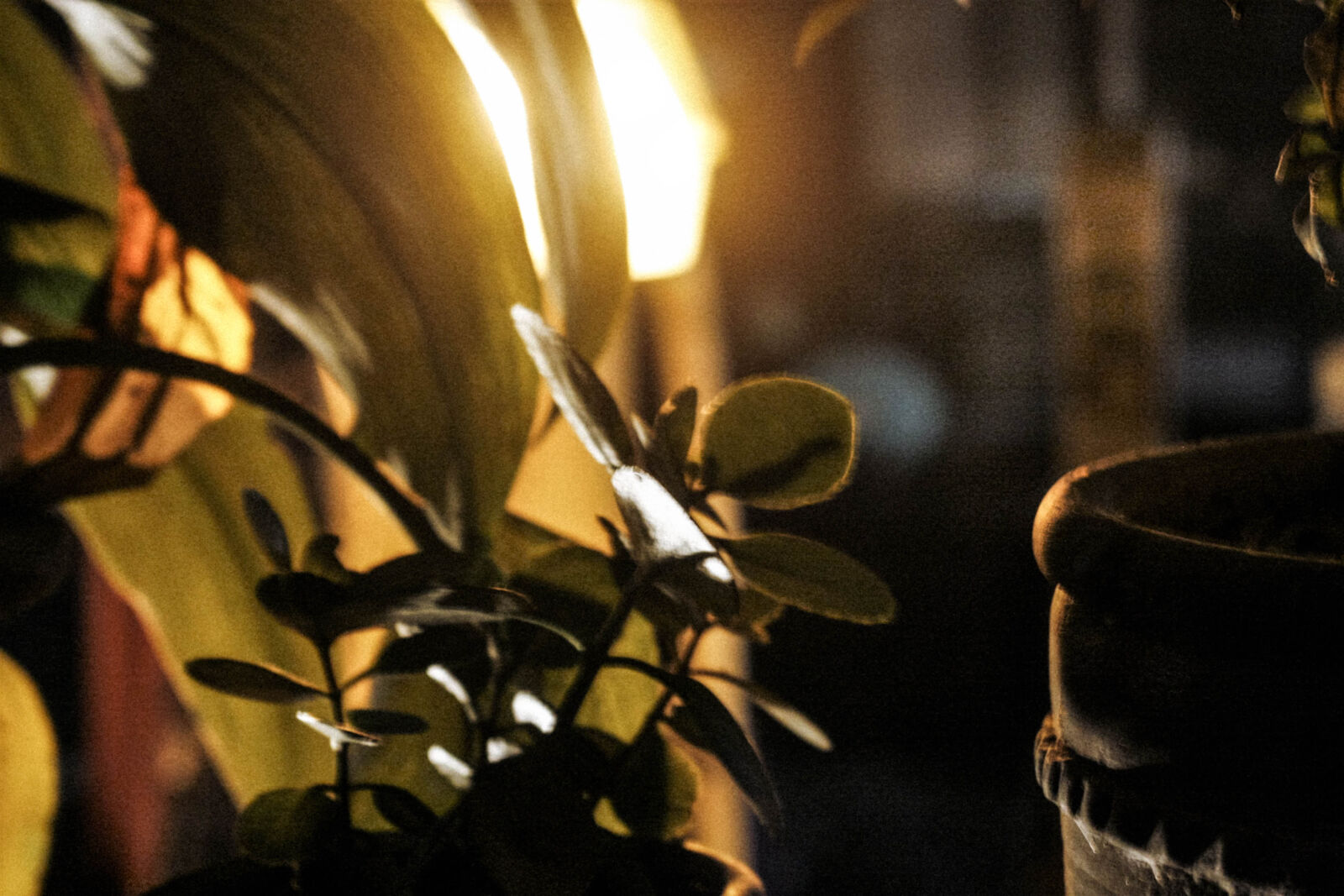 Canon EOS 40D sample photo. Midnight, plants, street, lights photography
