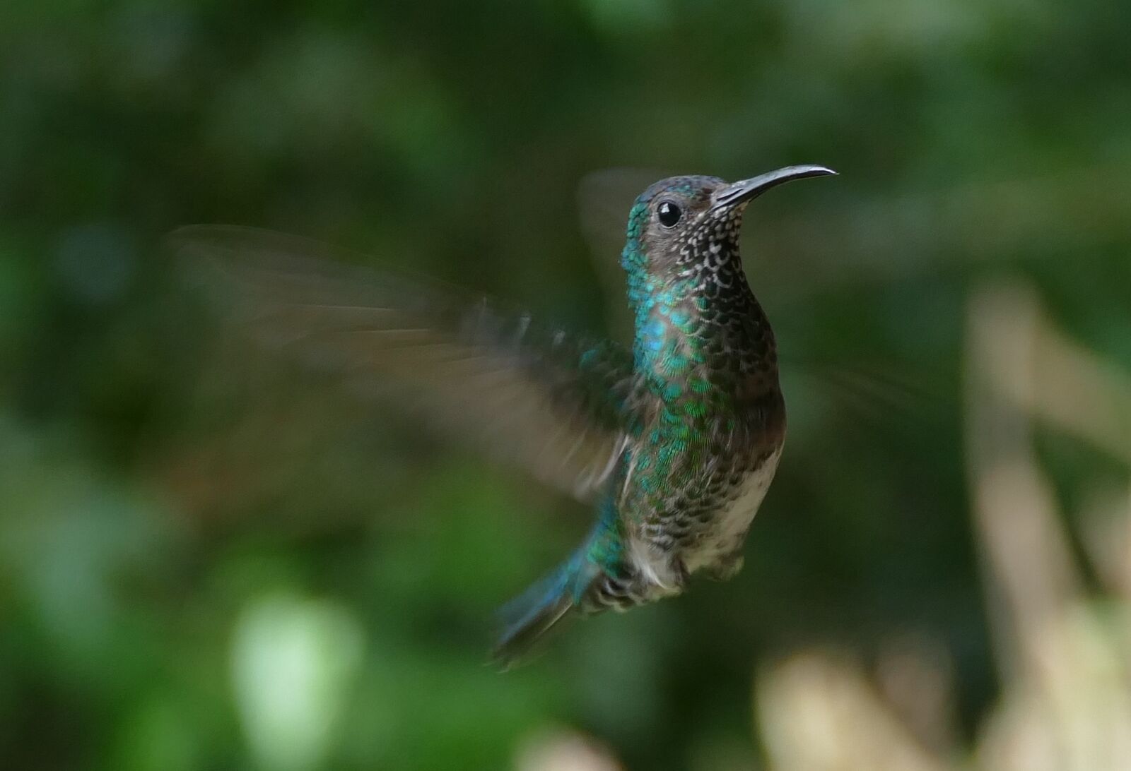 Panasonic Lumix DMC-FZ1000 sample photo. Bird, nature, tropical bird photography