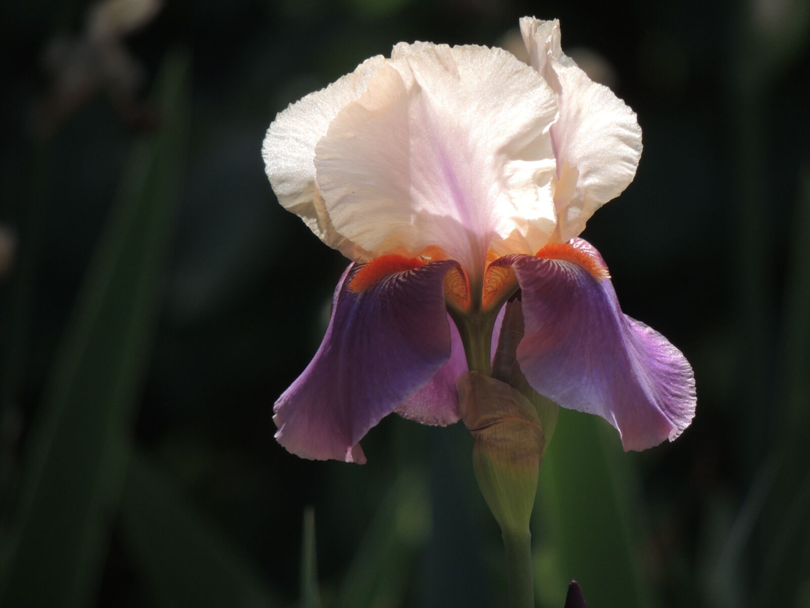 Nikon Coolpix P510 sample photo. Nature, flower, spring photography