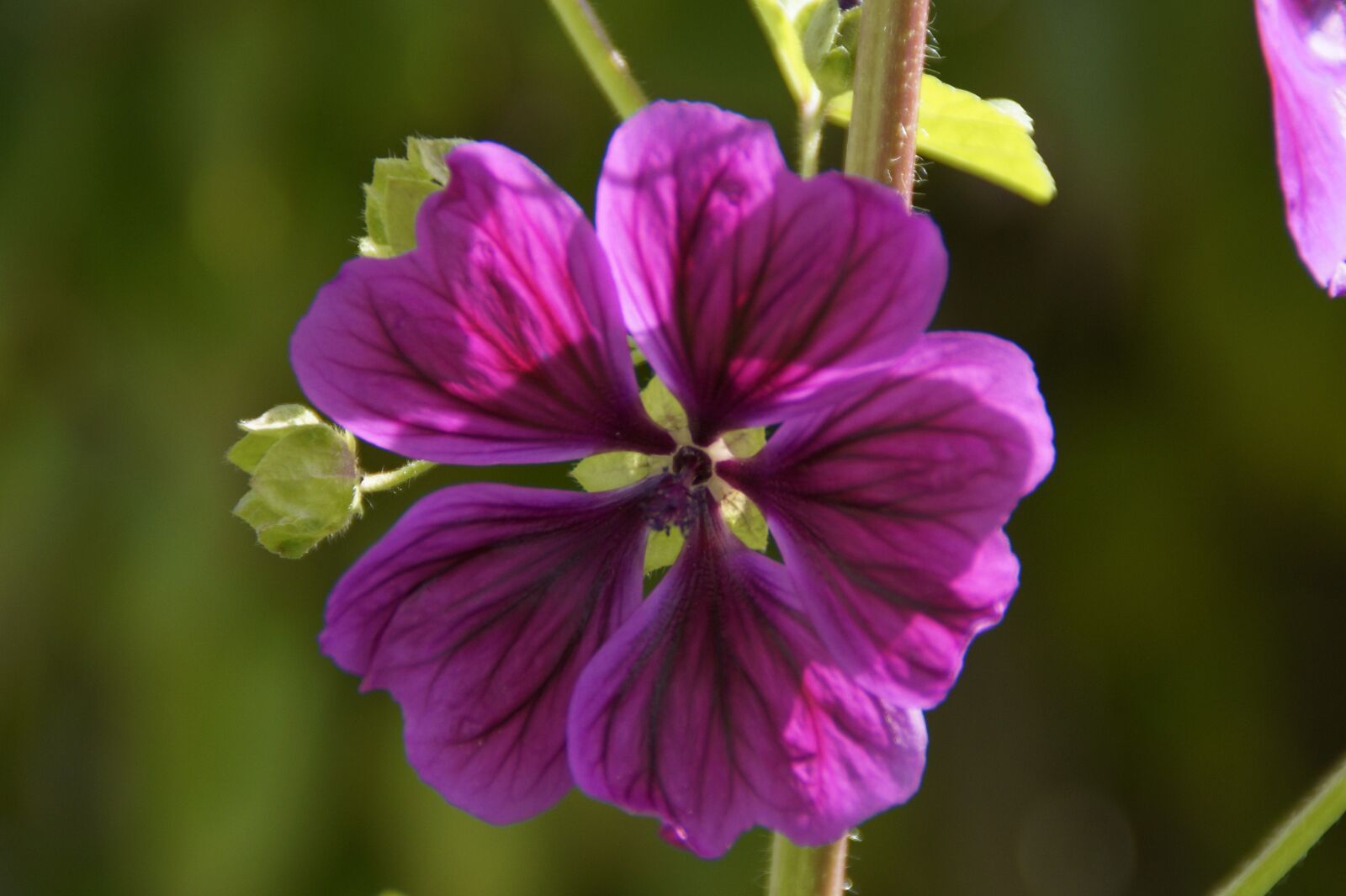 Sony SLT-A58 sample photo. Mallow, purple, flower photography
