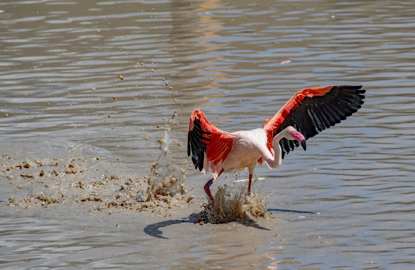 Canon EOS 6D Mark II sample photo. Flamingo, bird, pink photography