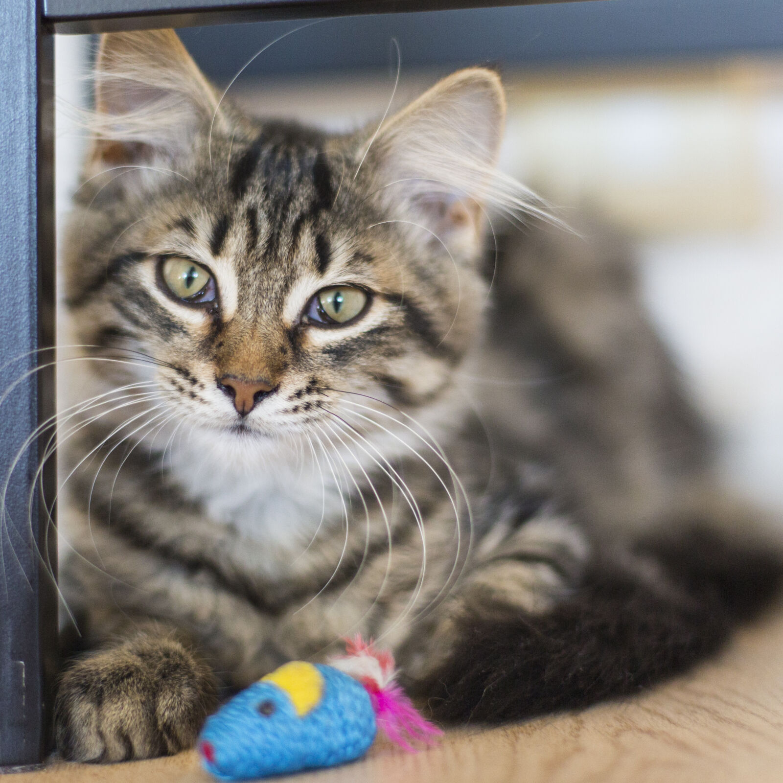 Canon EF 50mm F1.4 USM sample photo. Cat, cat, face, kitten photography