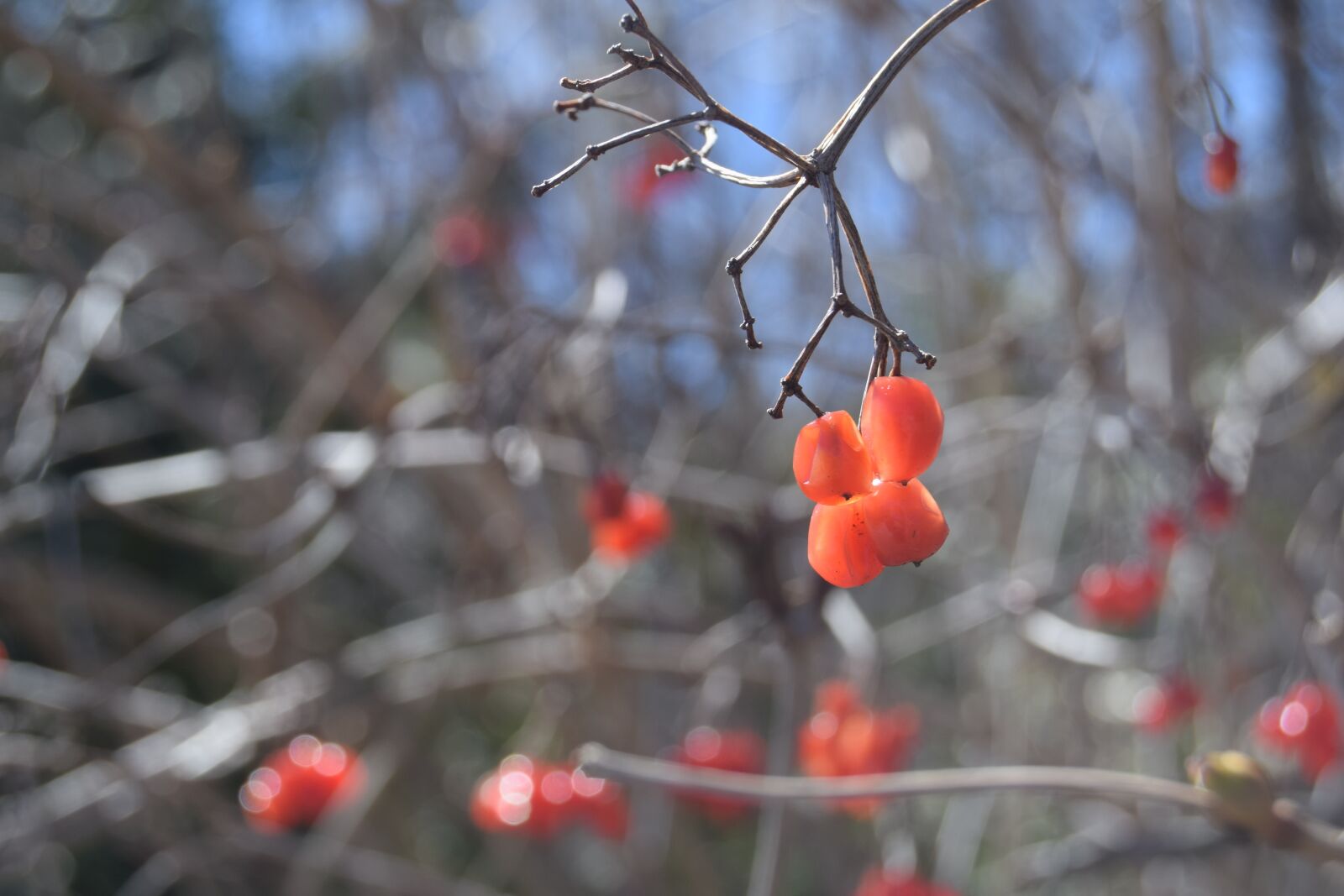 Nikon D3300 sample photo. Berry red, winter impressions photography