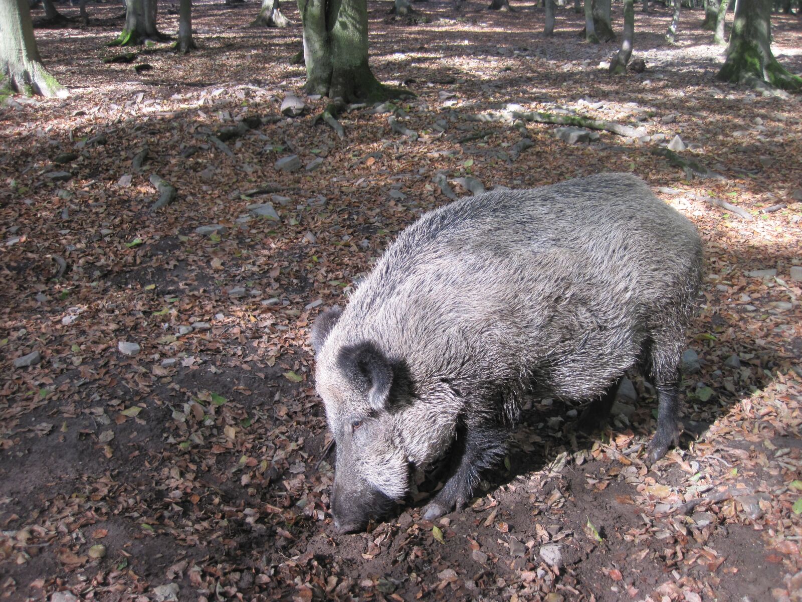 Canon PowerShot D10 sample photo. Boar, nature, forest photography