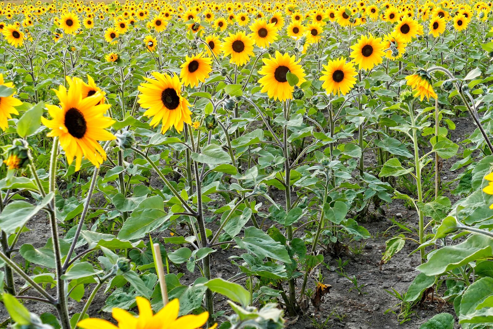 Panasonic Lumix DMC-FZ1000 sample photo. Sunflower, sunflowers, flowers photography