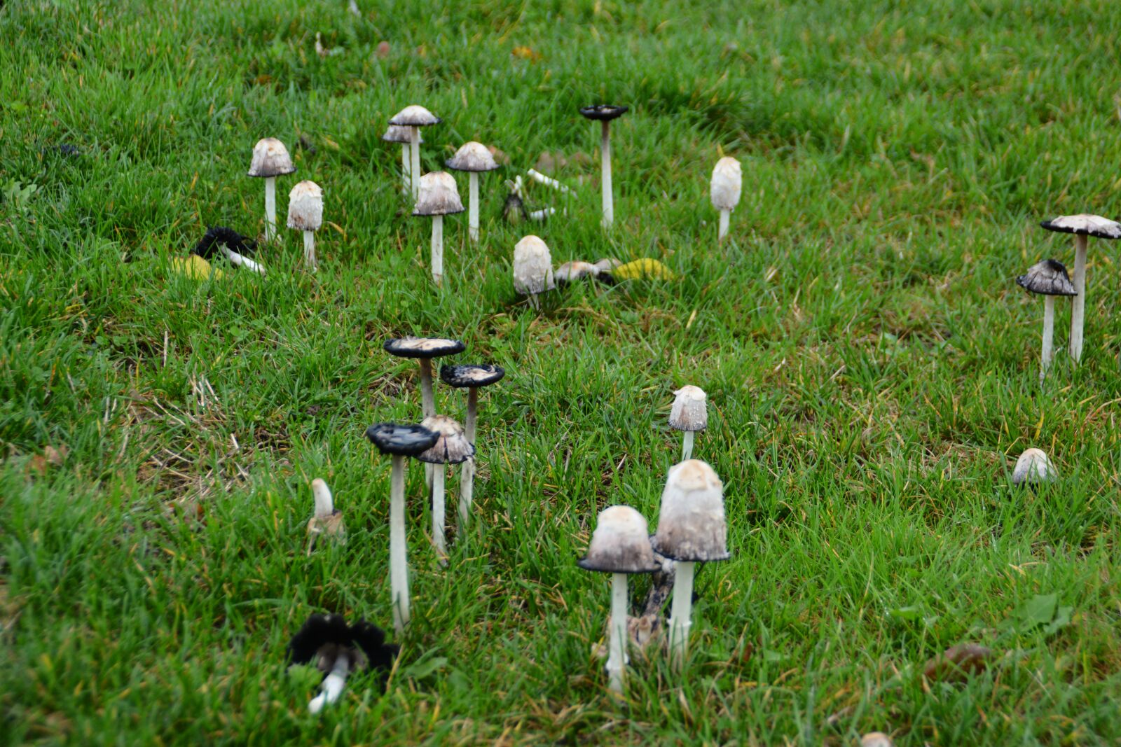 Nikon D7100 sample photo. Mushrooms, grass field, nature photography