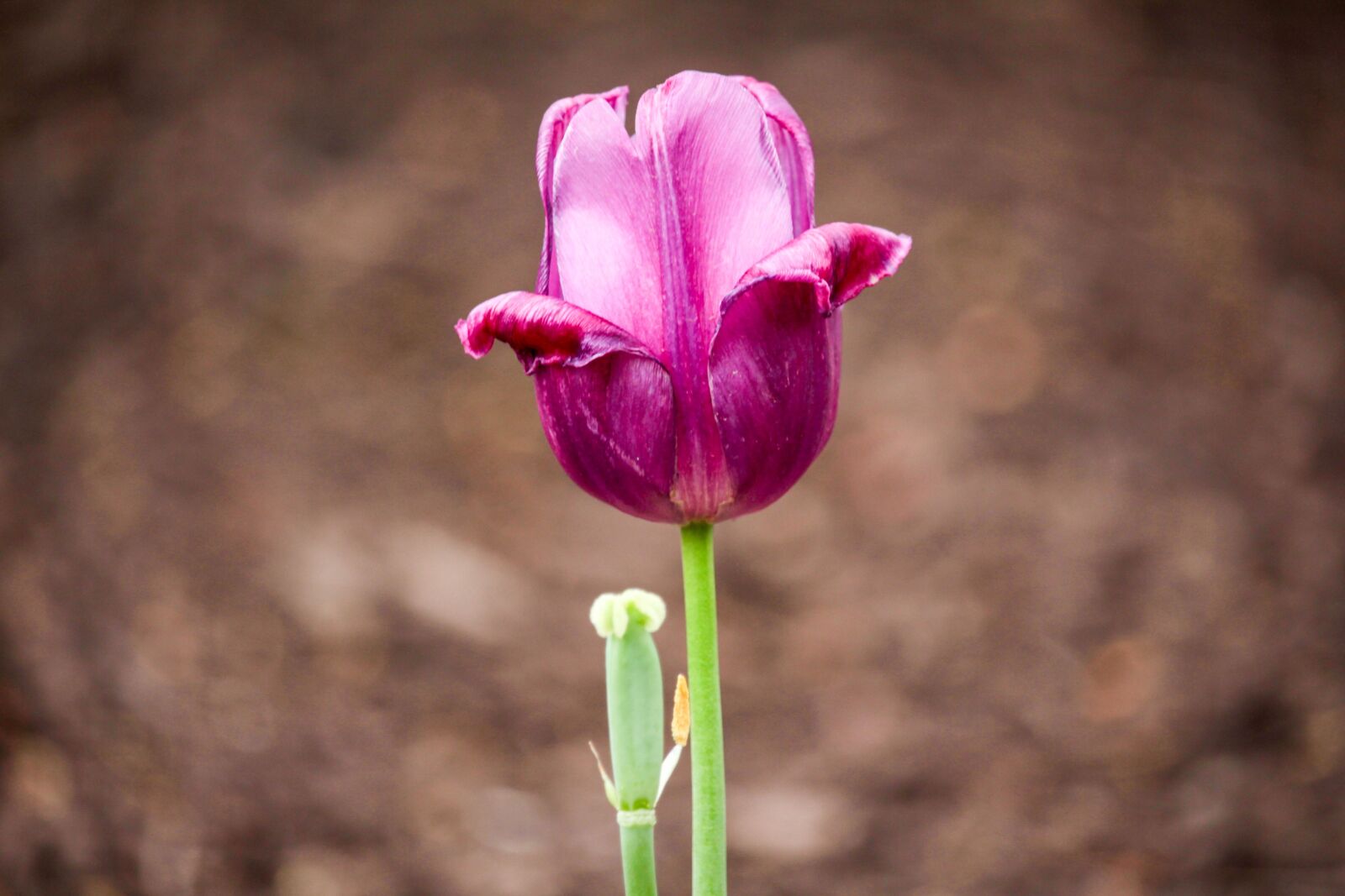 Canon EOS 700D (EOS Rebel T5i / EOS Kiss X7i) sample photo. Flower, purple, green photography