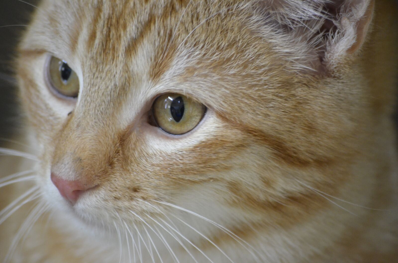 Nikon D5100 sample photo. Cat, animal welfare, portrait photography
