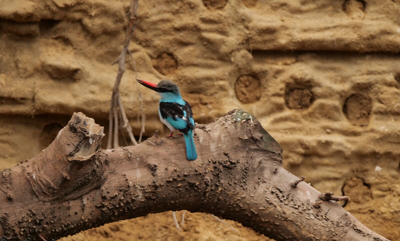 Panasonic Lumix DC-G9 sample photo. Kingfisher, bird, animal photography