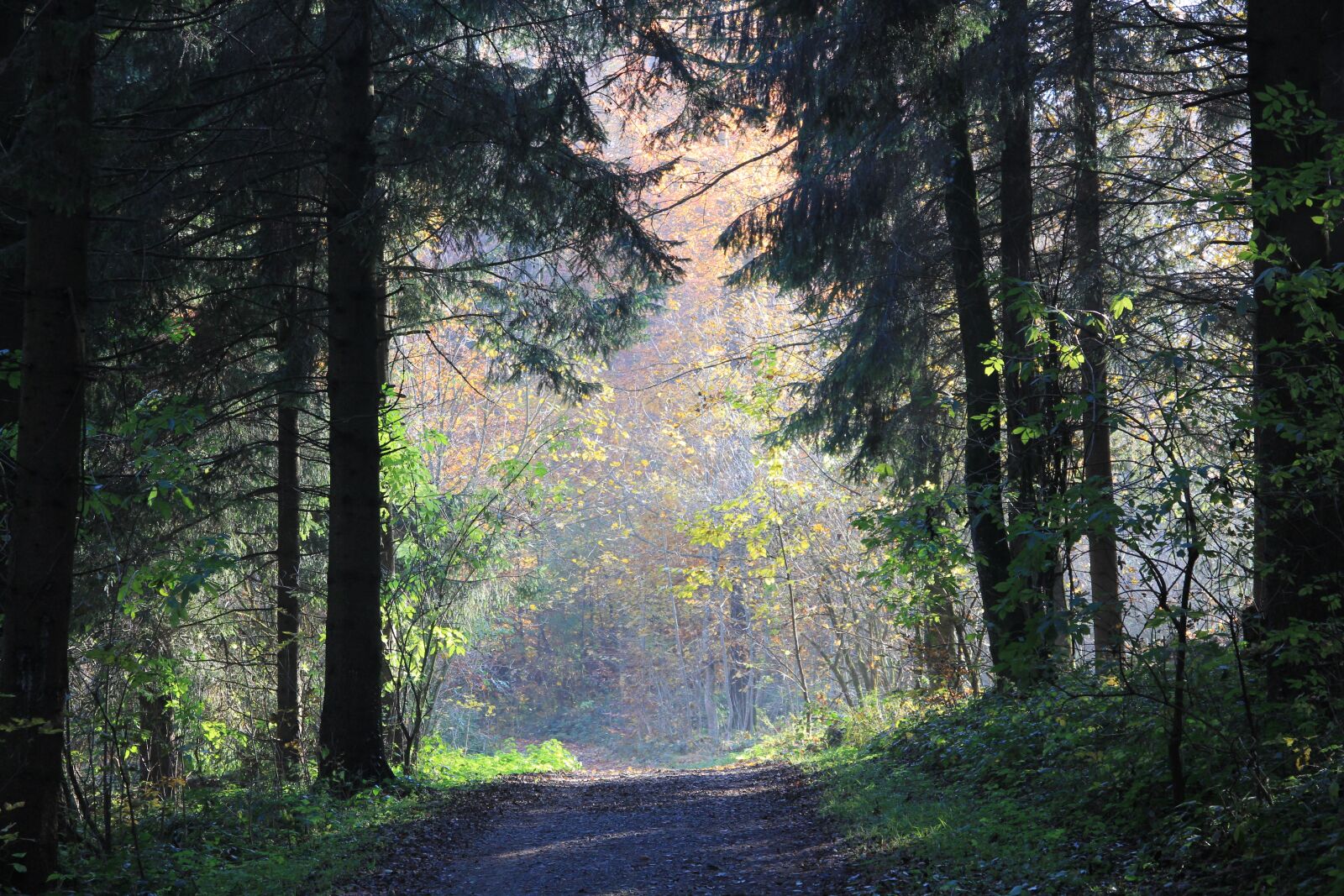 Canon EOS 60D sample photo. Forest, away, mythical photography