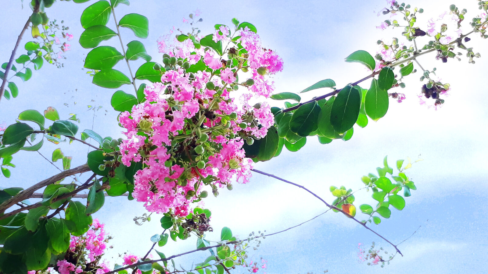 Samsung Galaxy J5 Prime sample photo. Beautiful, flowers photography