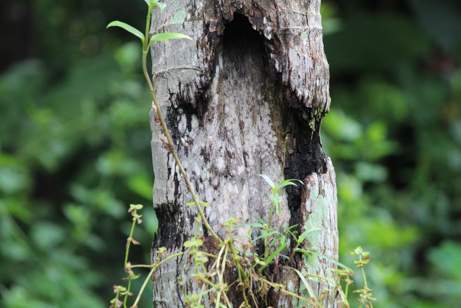 Canon EOS 1300D (EOS Rebel T6 / EOS Kiss X80) sample photo. Nature, wood, tree photography