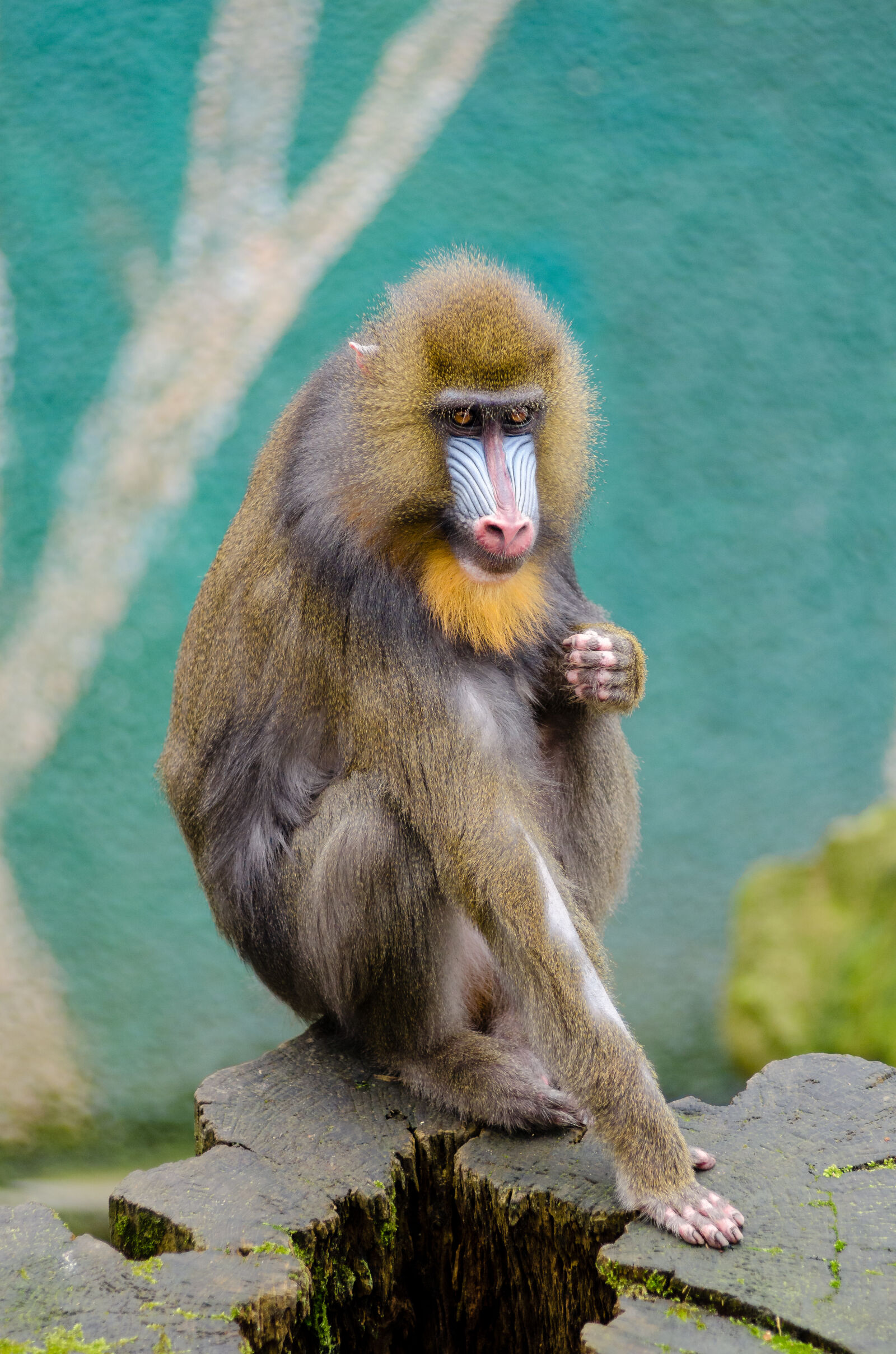 AF Zoom-Nikkor 80-200mm f/2.8 ED sample photo