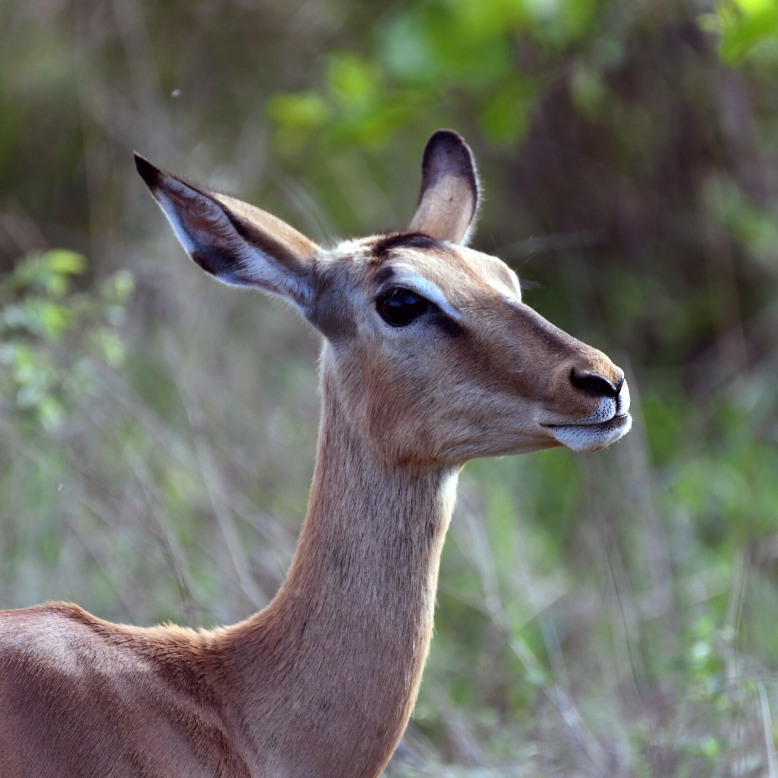 Nikon D500 sample photo. Afrique du sud, safari photography