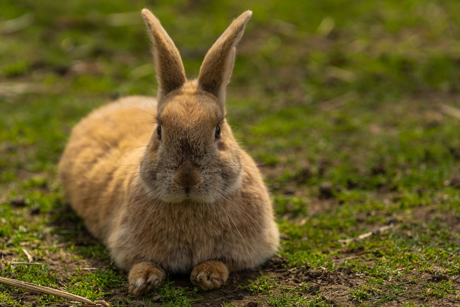 Sony a7 III sample photo. Animal, hare, rabbit photography