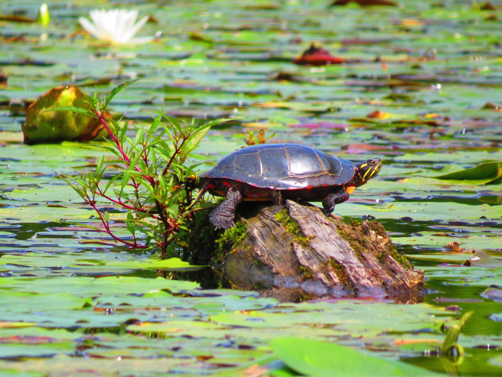 Canon PowerShot SX50 HS sample photo. Turtle, pond, nature photography
