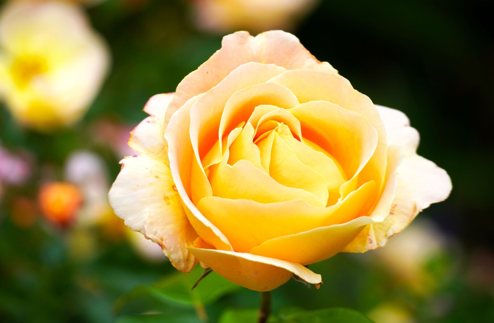 Sony E 70-350mm F4.5-6.3 G OSS sample photo. Rose, flower, blossom photography