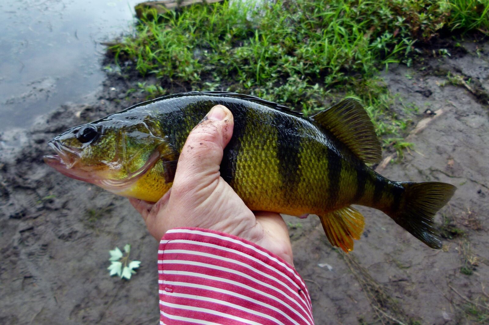 Panasonic Lumix DMC-FZ100 sample photo. Perch, yellow perch, yellow photography