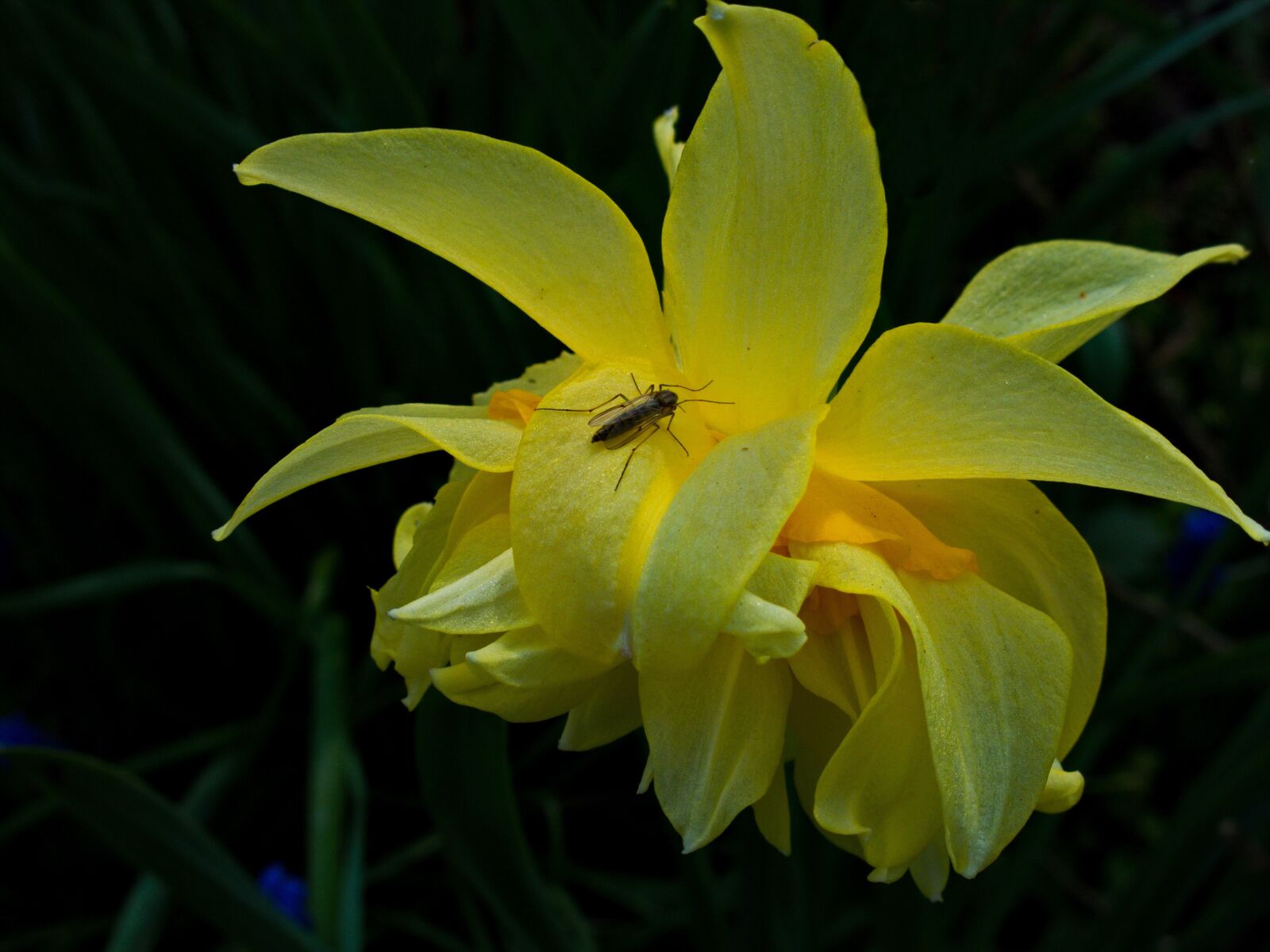 Canon PowerShot G15 sample photo. Narcissus, daffodil, amaryllis plant photography
