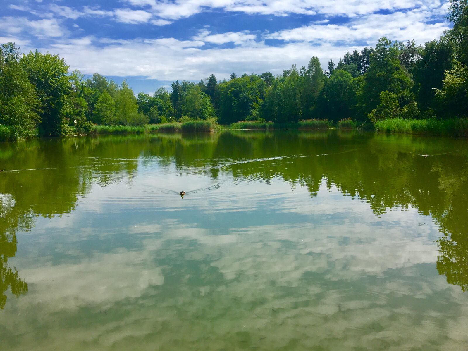 Apple iPhone 6s sample photo. Lake, switzerland, summer photography
