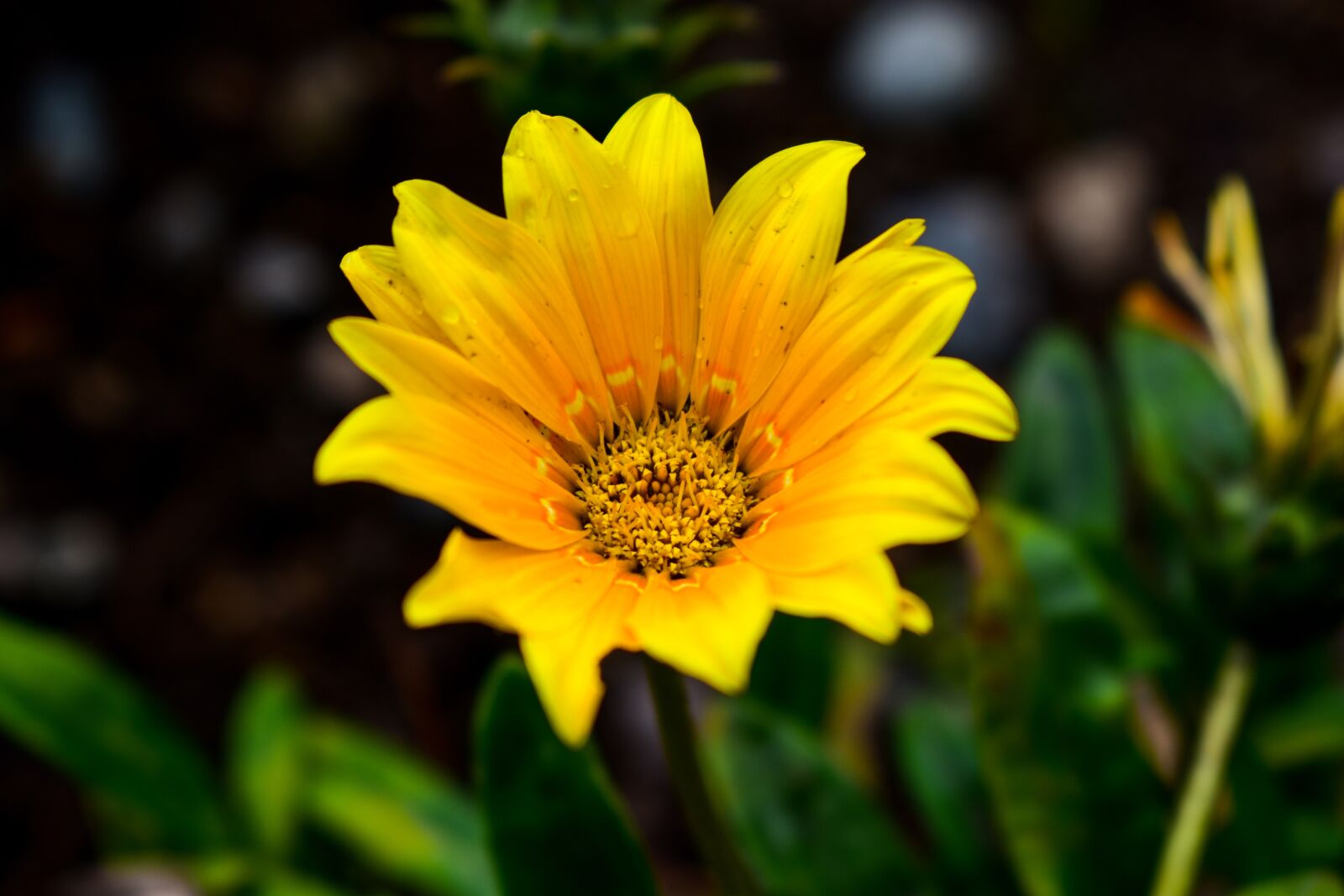 Nikon D3400 sample photo. Nature, flower, plant photography