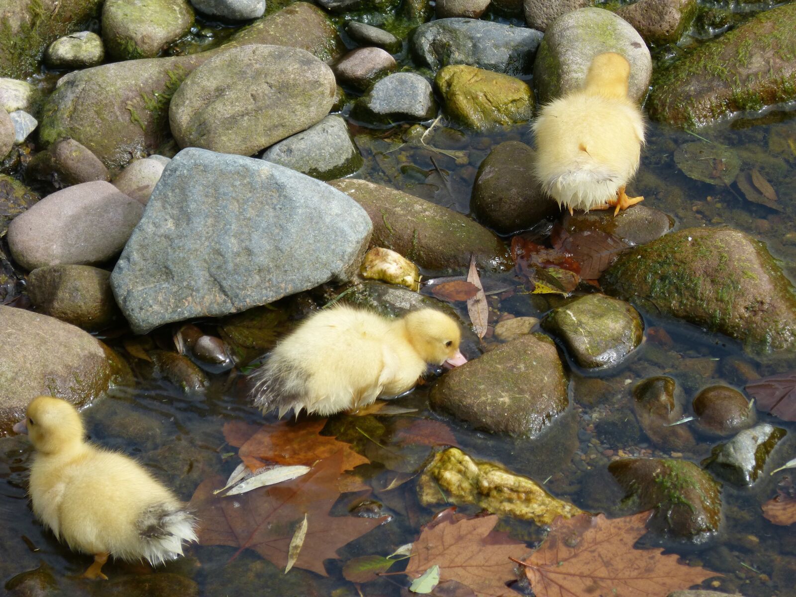 Panasonic DMC-FZ62 sample photo. Ducks, ducklings, chicks photography
