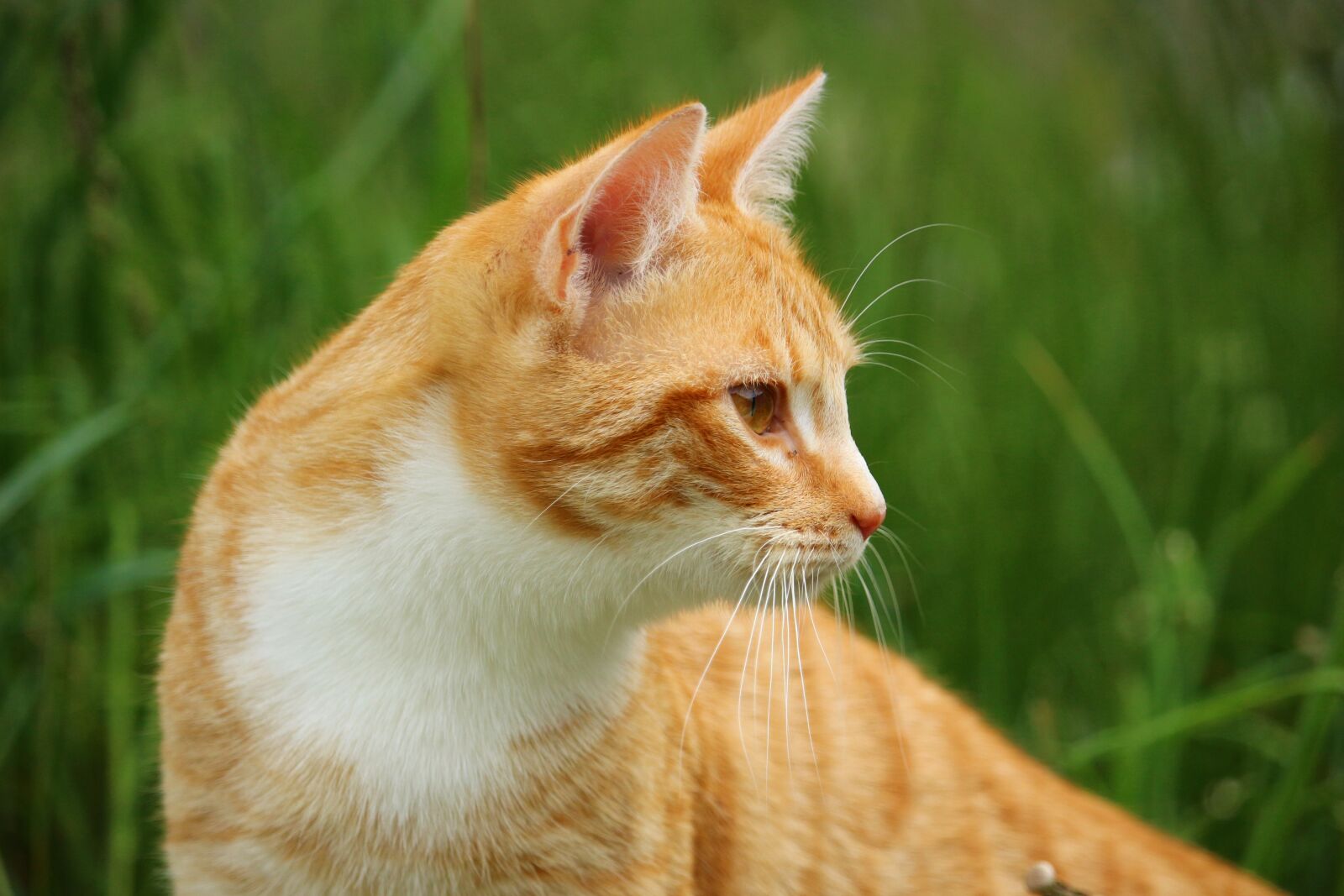Canon EOS 100D (EOS Rebel SL1 / EOS Kiss X7) sample photo. Cat, kitten, mieze photography