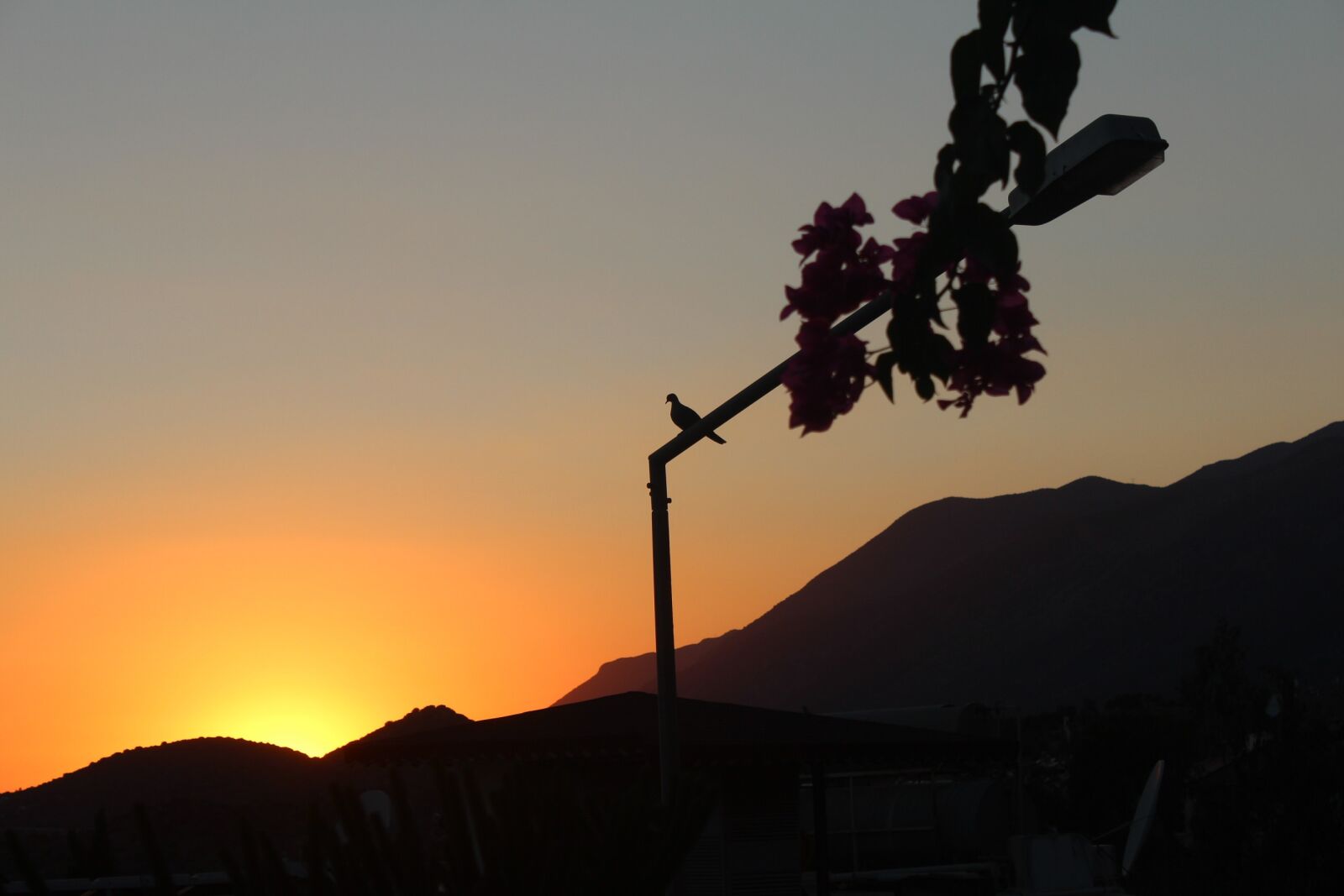 Canon EOS 600D (Rebel EOS T3i / EOS Kiss X5) sample photo. Sunset, pigeon, after the photography