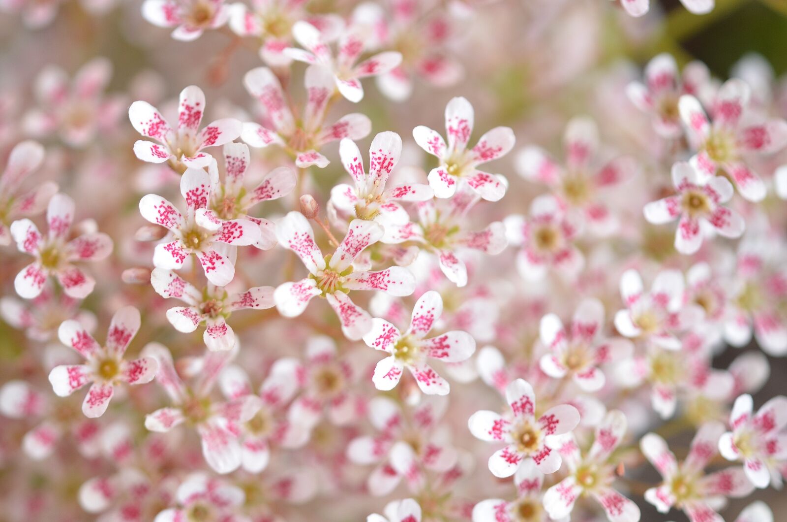 Nikon D7000 sample photo. Pink, flower, nature photography