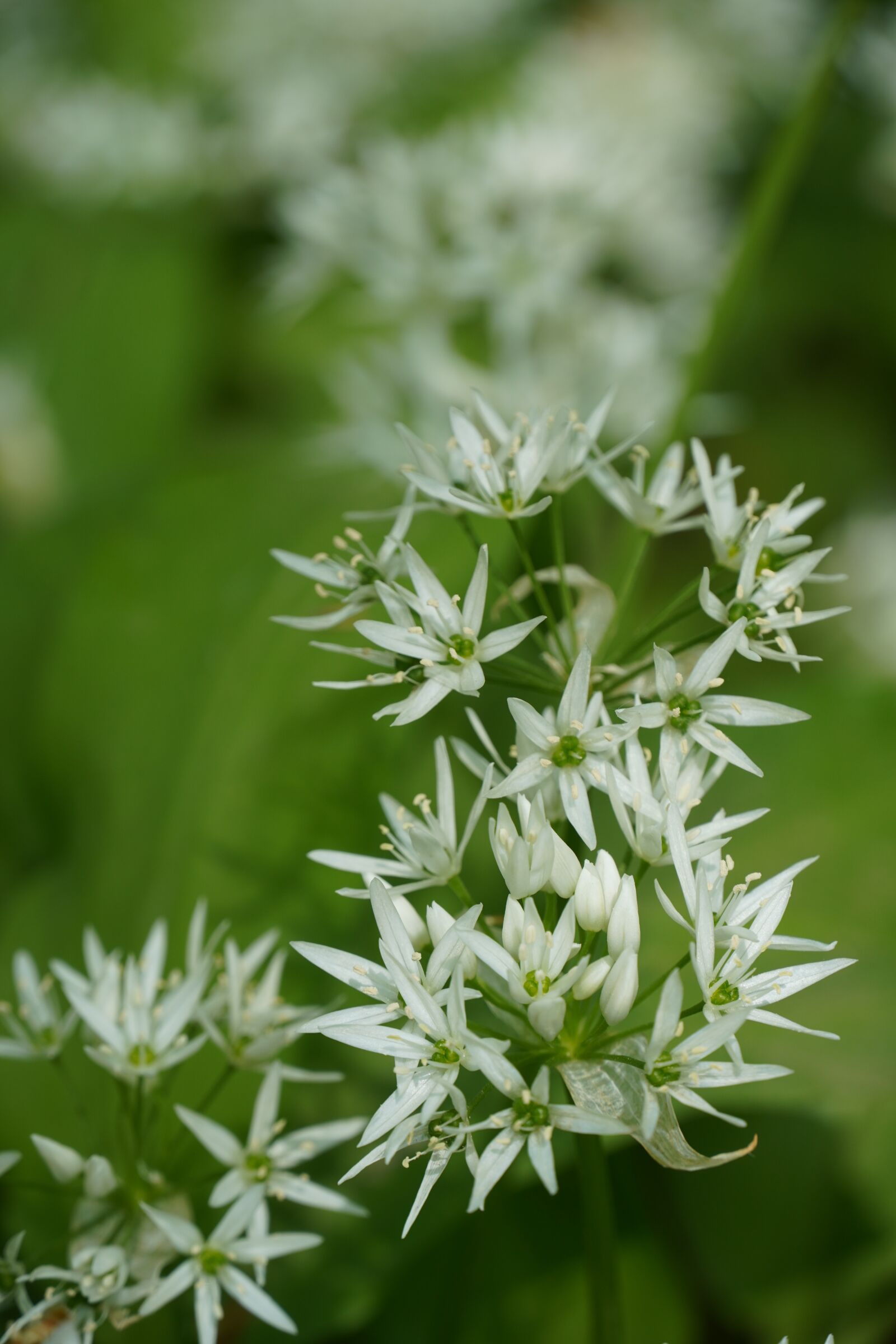 Sony a6400 sample photo. Bear's garlic, wild garlic photography