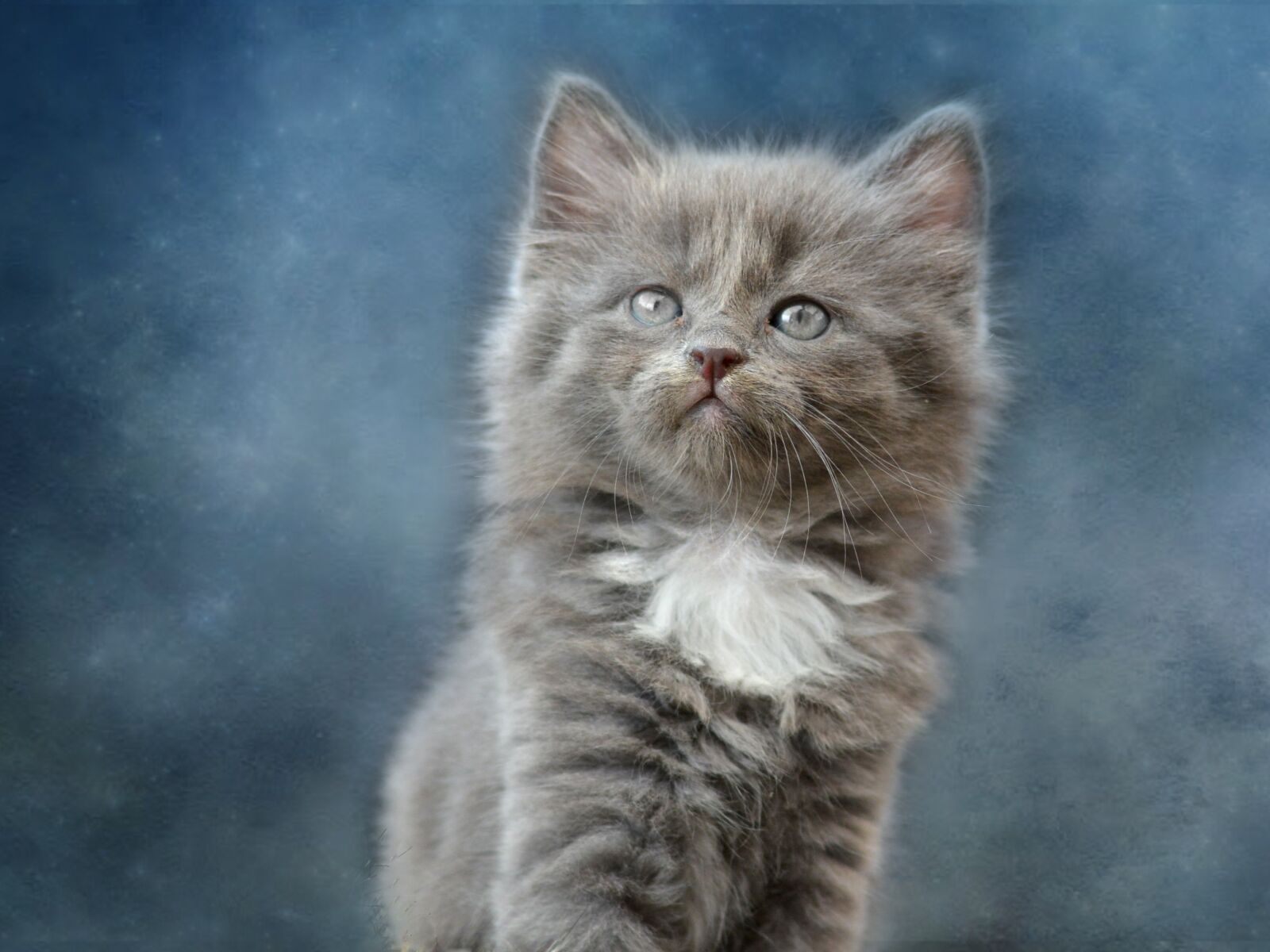 Nikon D7100 sample photo. Cat, cute, mammal photography