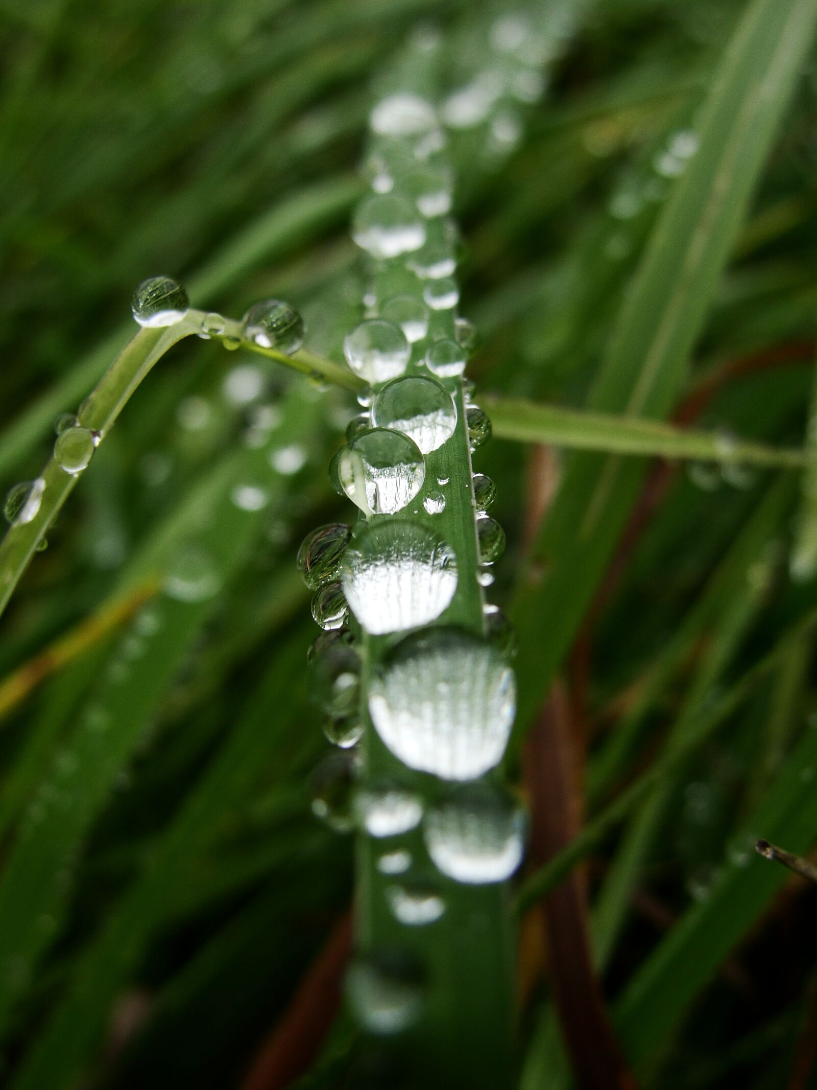 Sony Cyber-shot DSC-H20 sample photo. Water drops, rain, wet photography