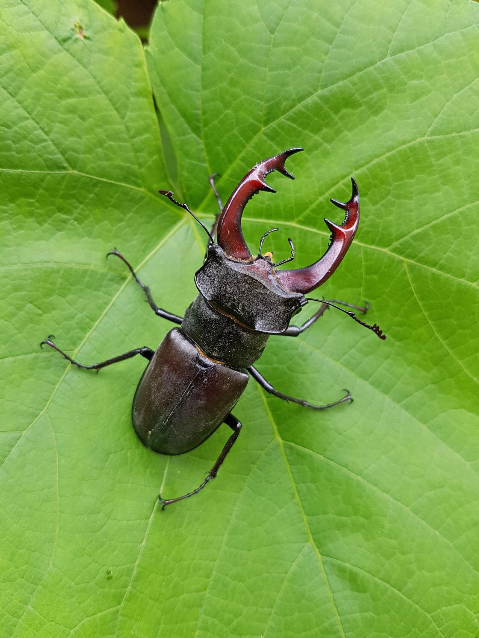 Samsung Galaxy S7 Edge sample photo. Beetle, roháč, insect photography