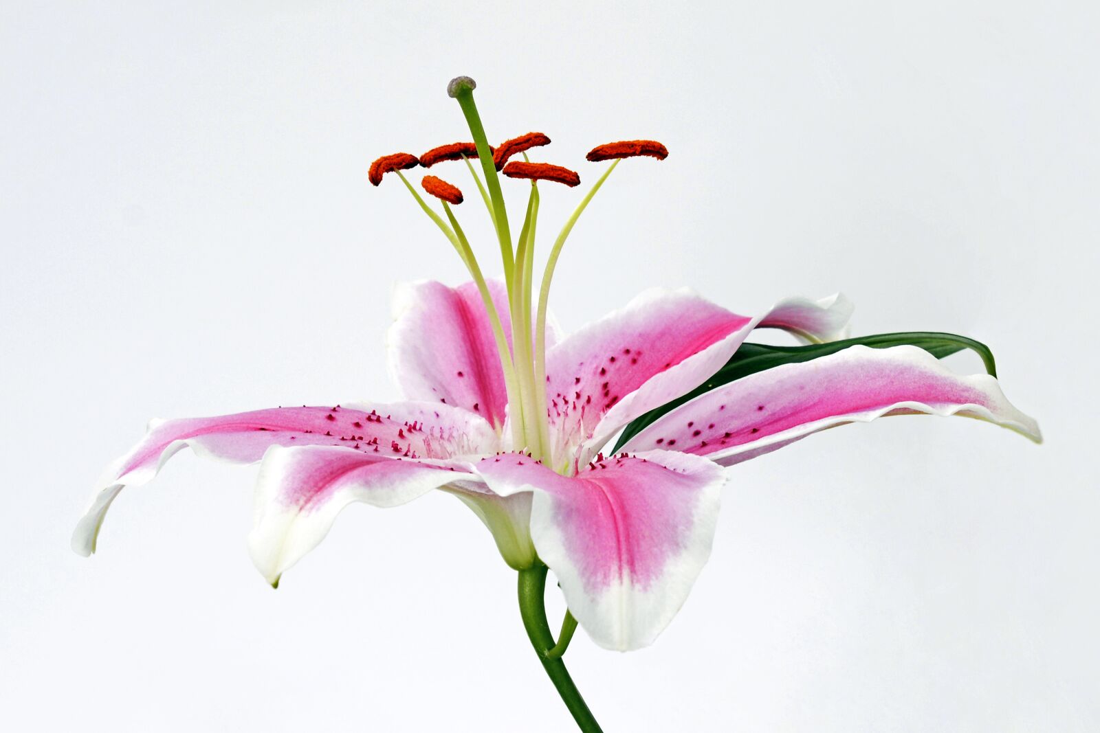 Nikon D7100 sample photo. Lily, blossom, bloom photography