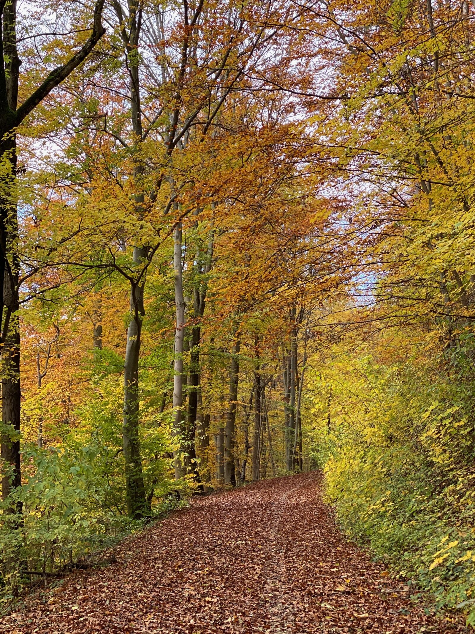 Apple iPhone 11 Pro Max + iPhone 11 Pro Max back triple camera 6mm f/2 sample photo. Autumn, forest, leaves photography