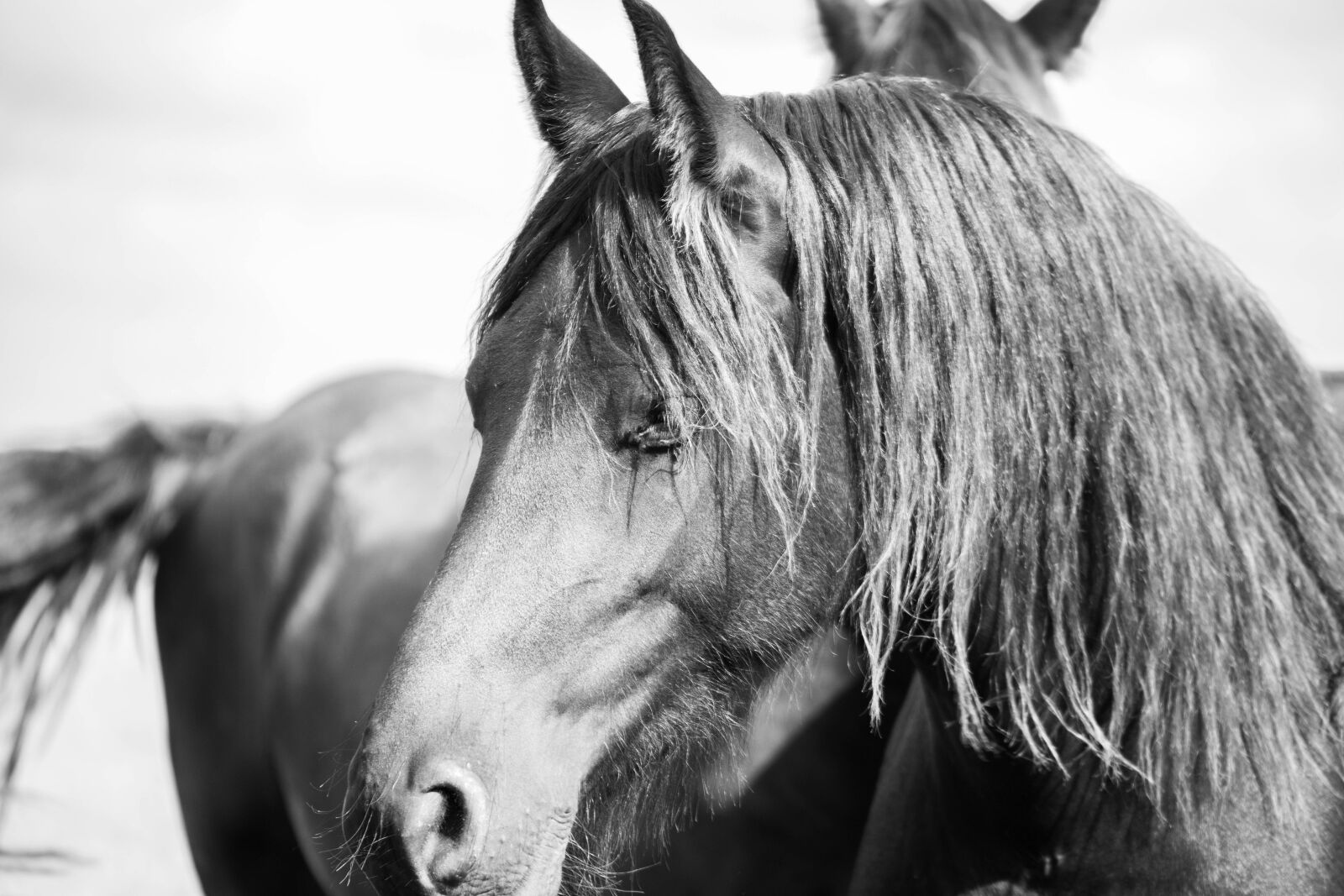 Canon EOS 6D Mark II sample photo. Horse, horsehead, friesian horse photography