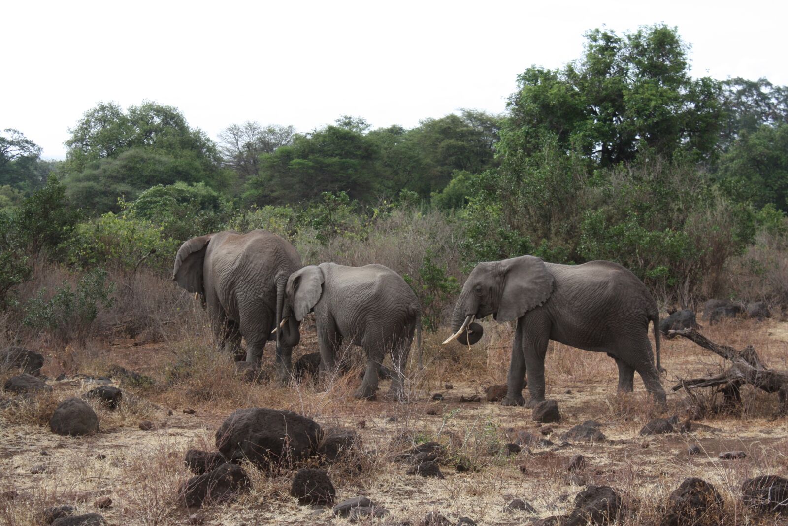 Canon EOS 450D (EOS Rebel XSi / EOS Kiss X2) sample photo. Elephant family, slonie, elephant photography
